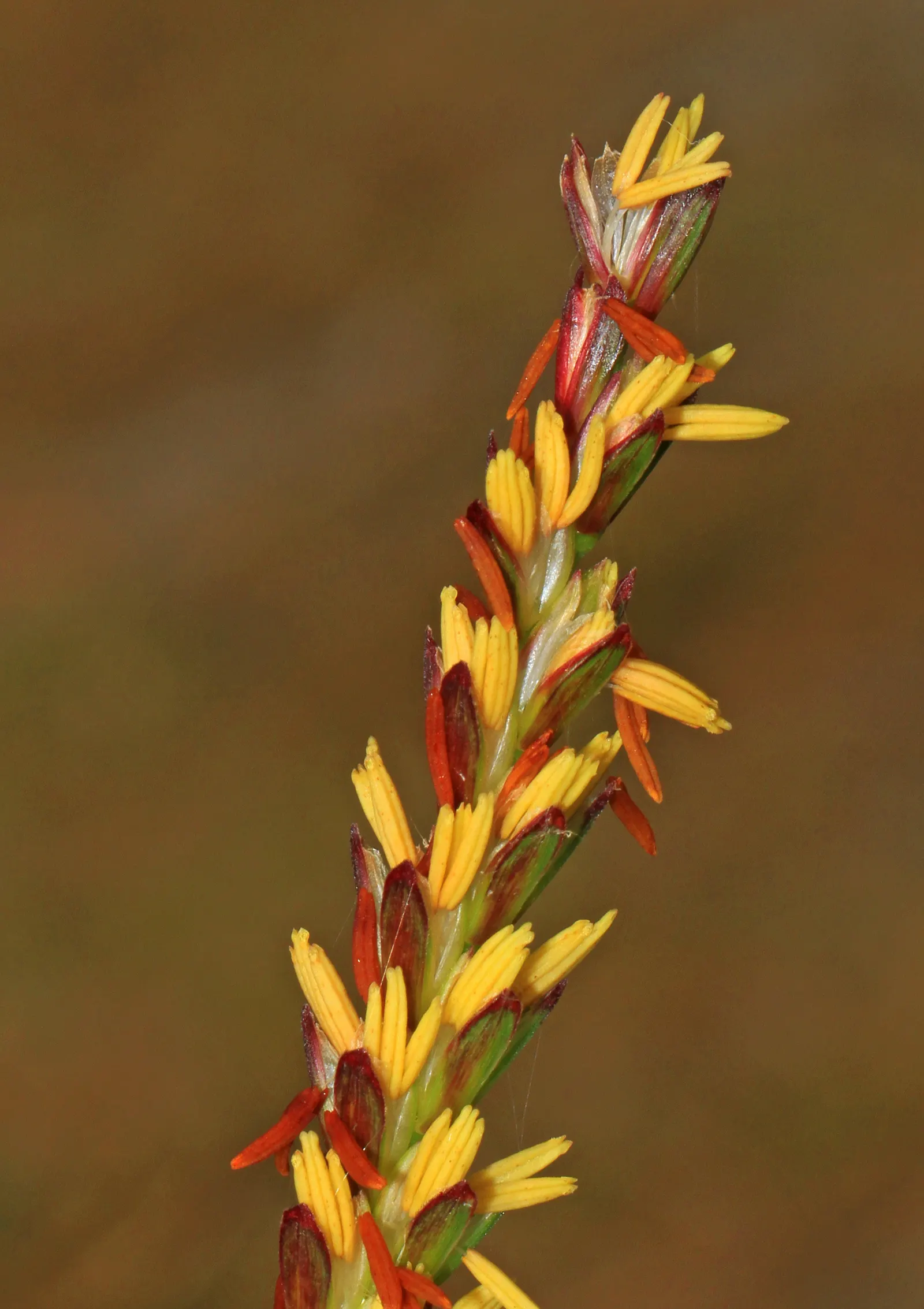 Eastern Gamagrass (Tripsacum Dactyloides) — Tripsacum dactyloides is an important forage grass and benefits local wildlife