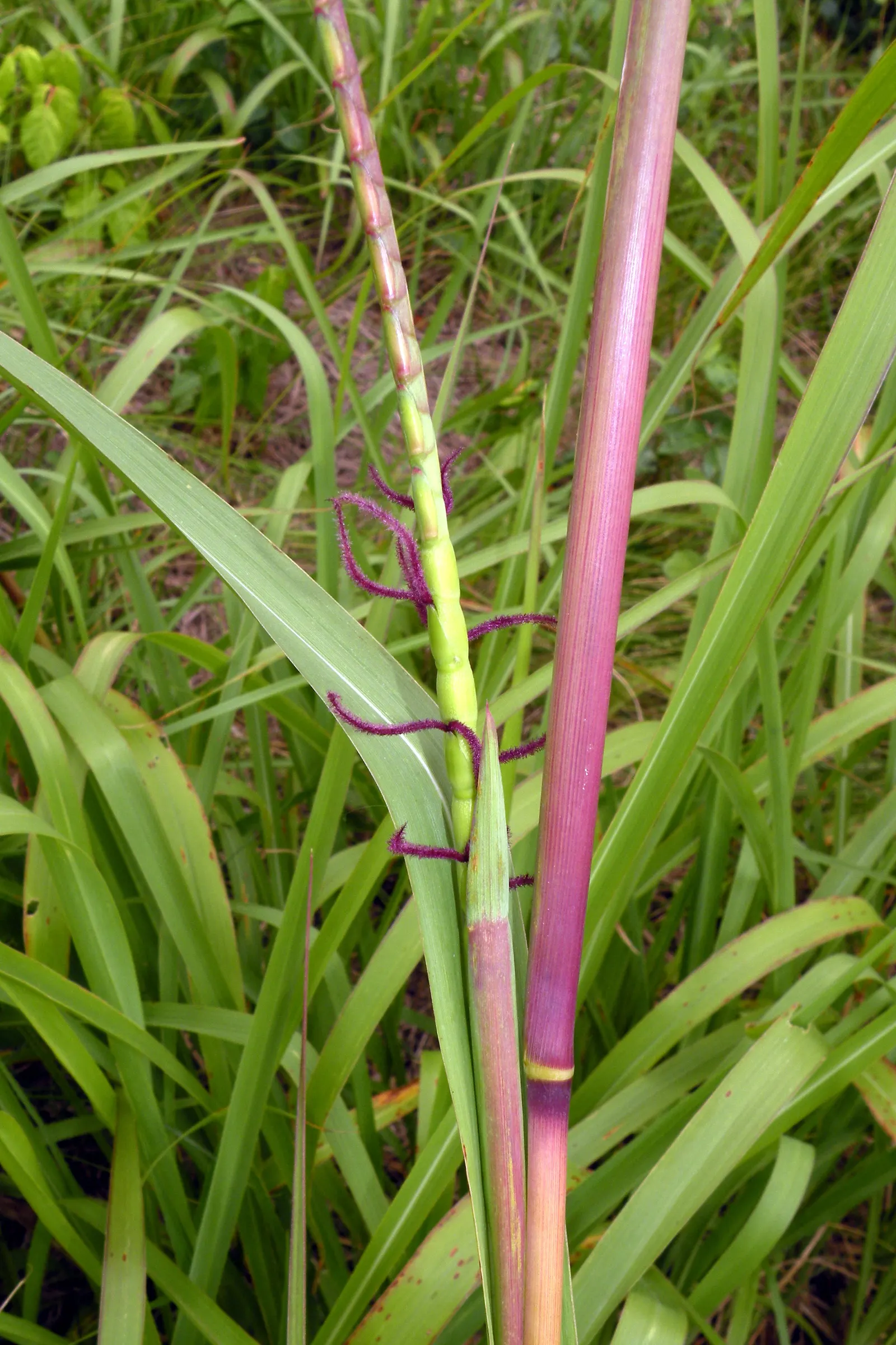 Eastern Gamagrass (Tripsacum Dactyloides) — This species is noted for its deep root system