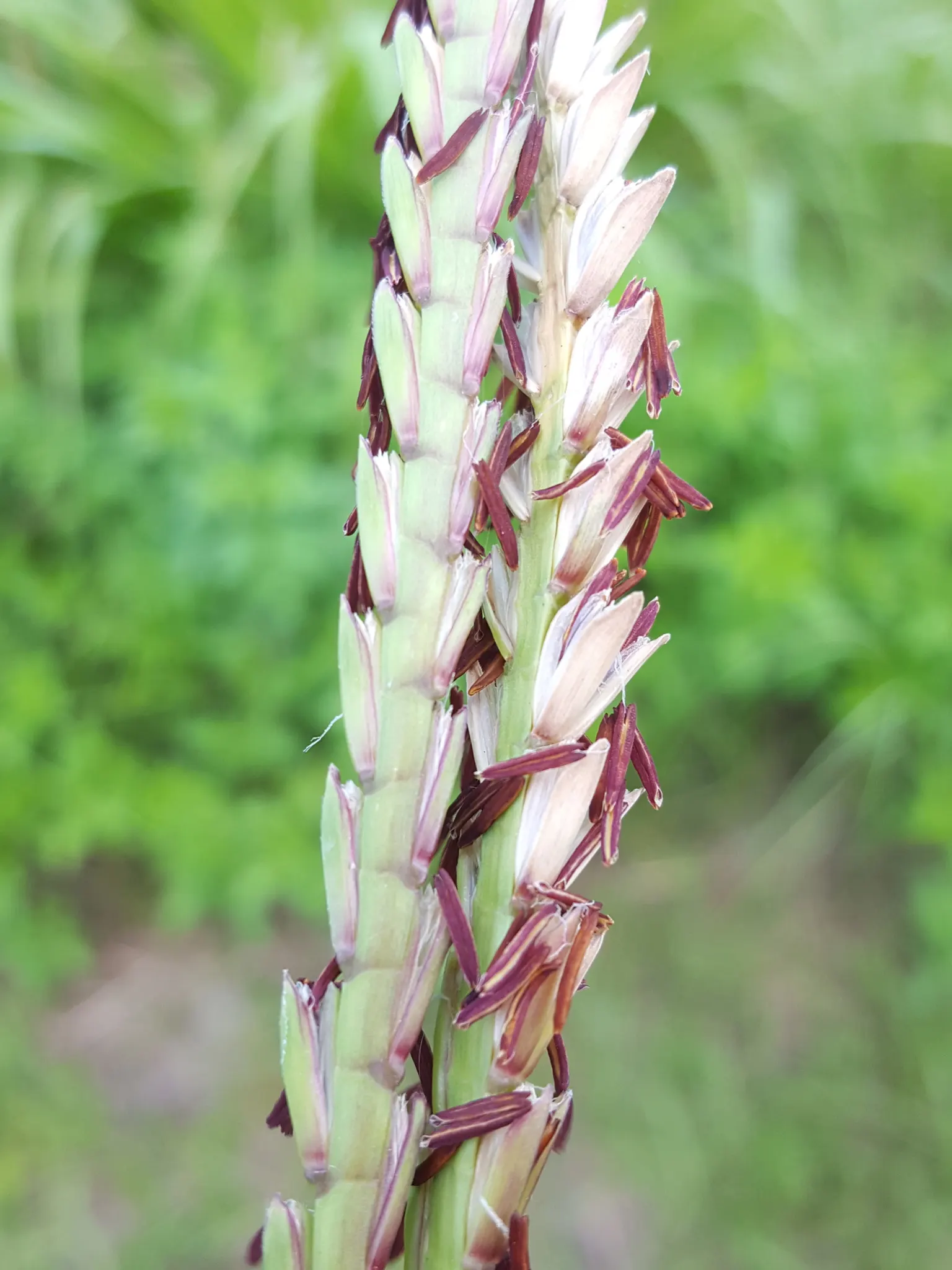 Eastern Gamagrass (Tripsacum Dactyloides) — Maintenance is minimal, merely requiring cutting back before spring to make way for new growth