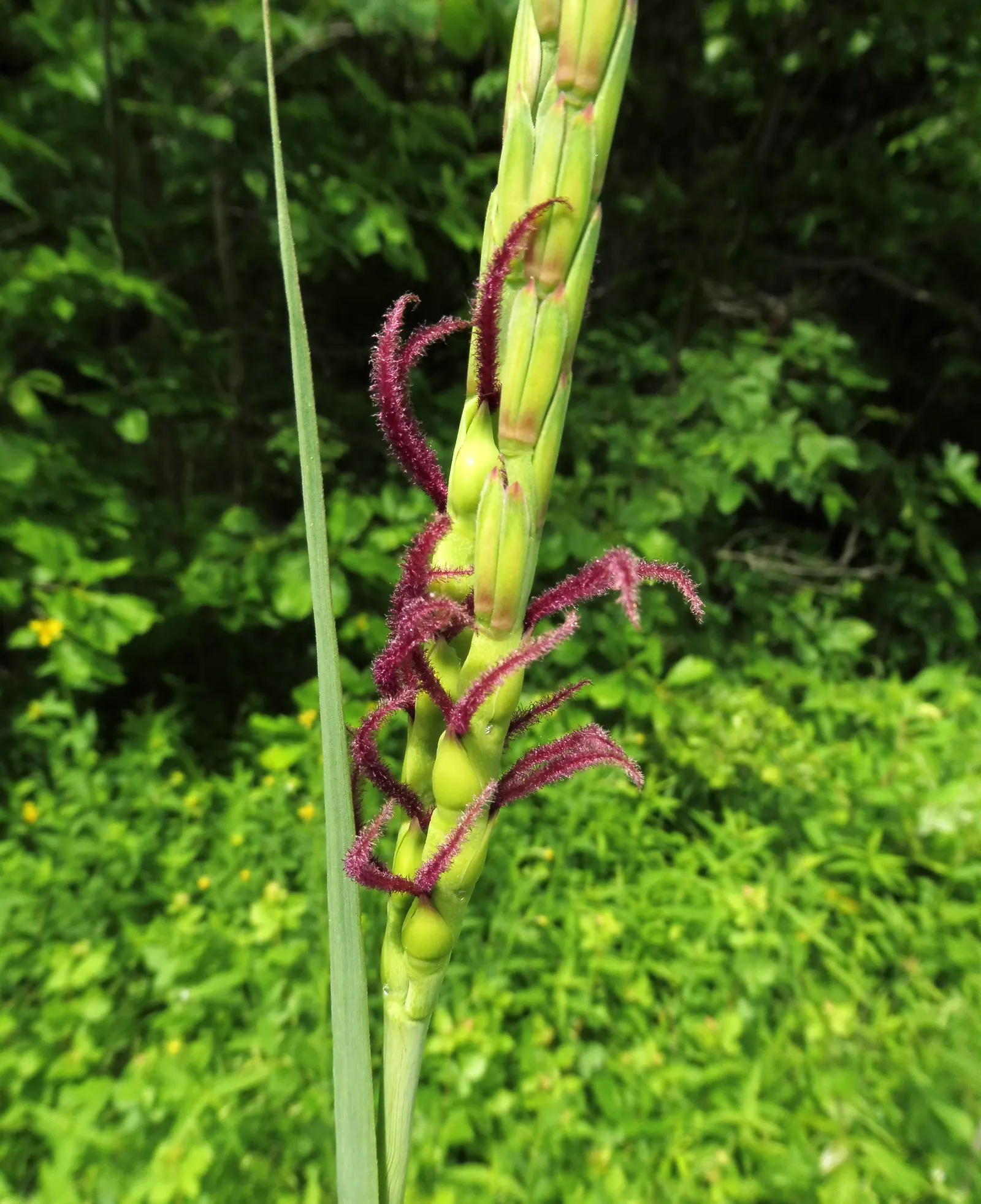 Eastern Gamagrass (Tripsacum Dactyloides) — This warm-season grass thrives in full sun to partial shade and tolerates a range of soil types