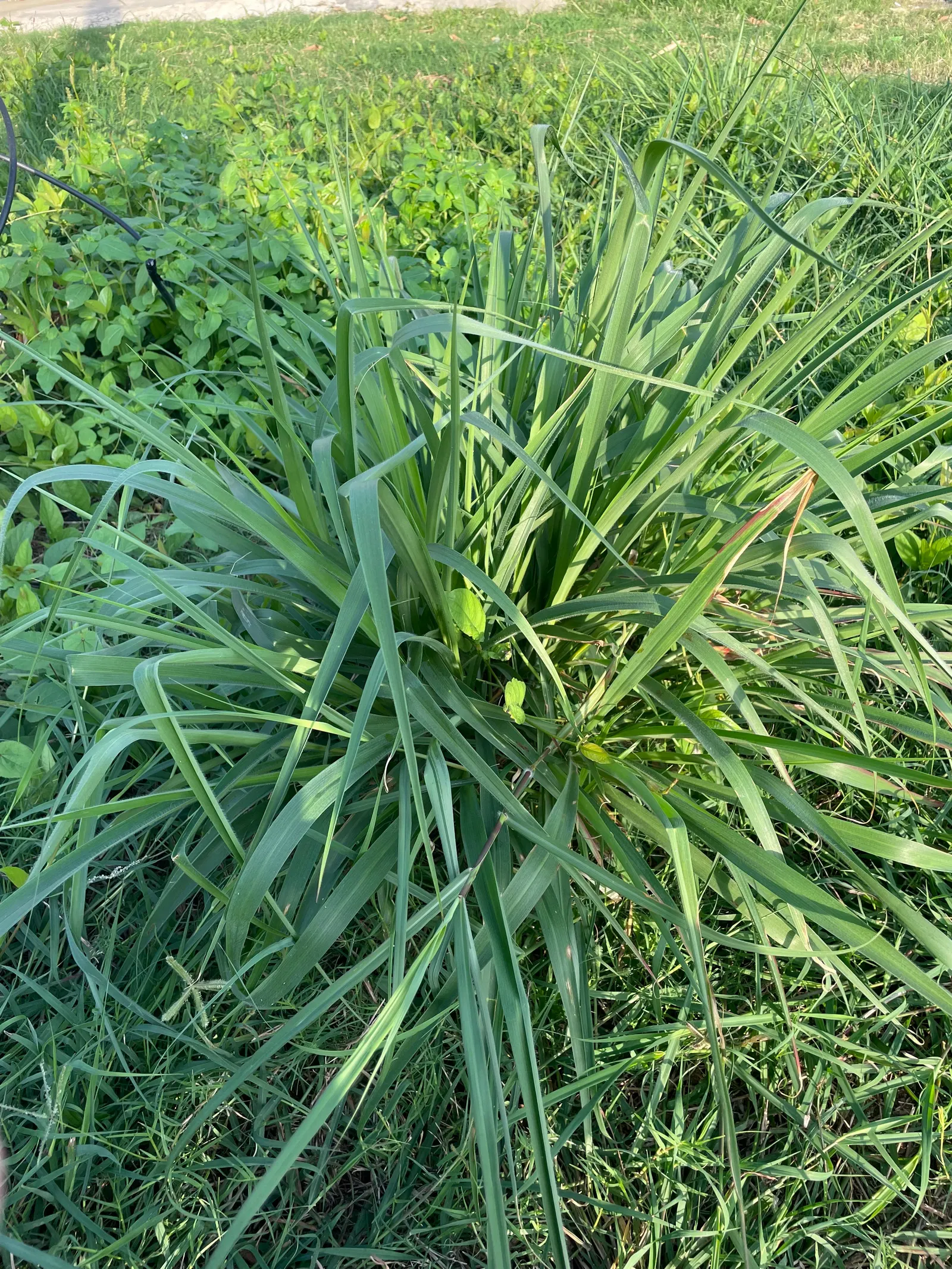Eastern Gamagrass (Tripsacum Dactyloides) — The foliage displays a vibrant green hue which transforms to a golden bronze in the fall