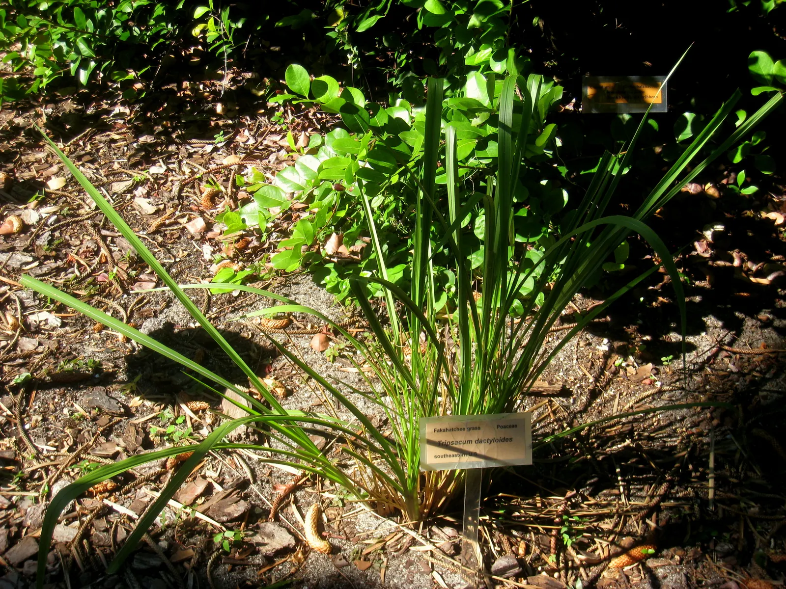 Eastern Gamagrass (Tripsacum Dactyloides) — is a robust perennial grass that proves to be a striking component in any landscape design