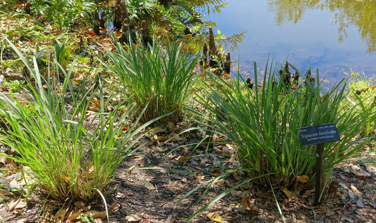 Eastern Gamagrass (Tripsacum Dactyloides) — commonly referred to as Eastern Gamagrass