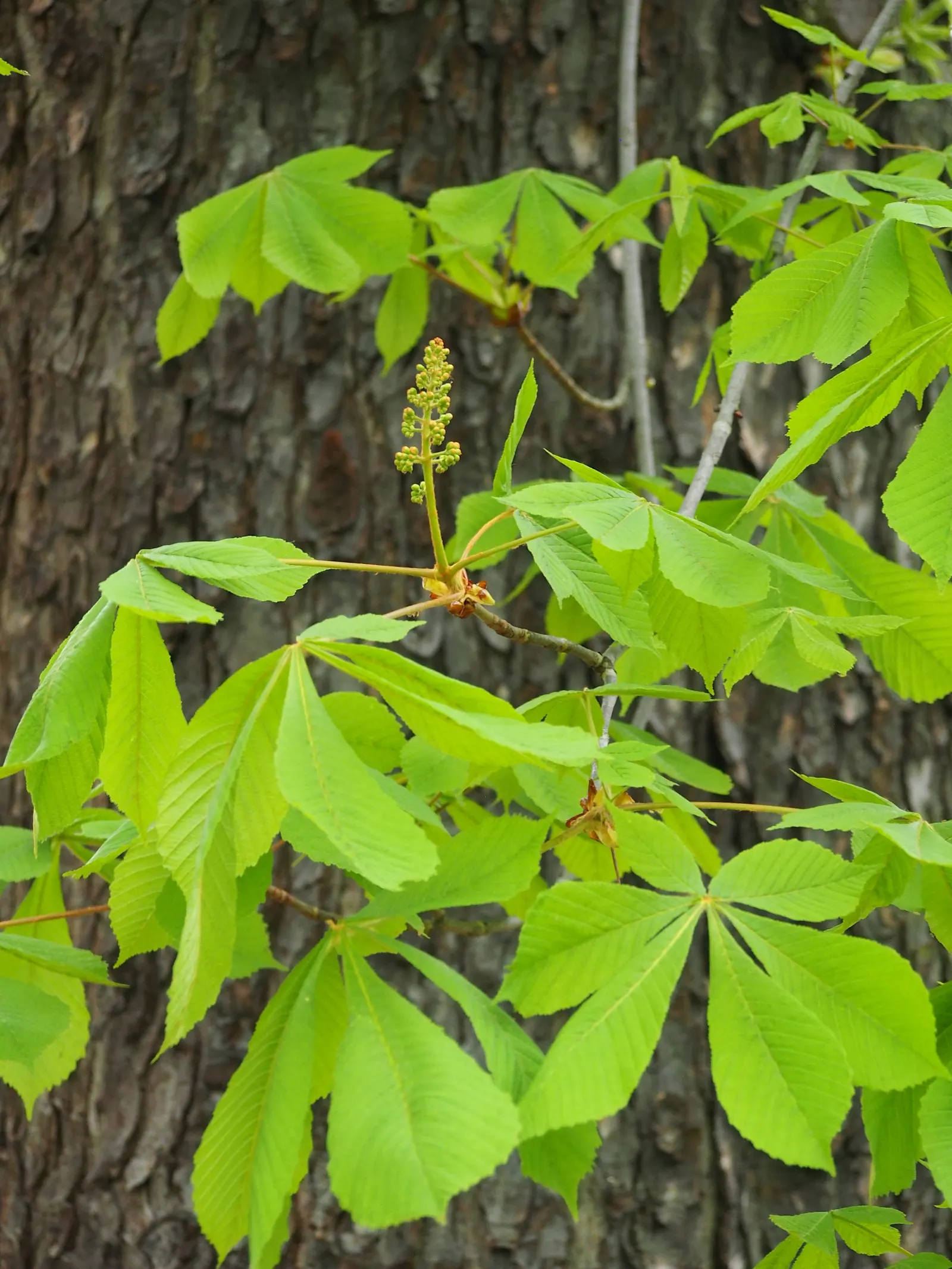 Common Horsechestnut (Aesculus Hippocastanum) — this splendid species is admired for its impressive form and ornamental features