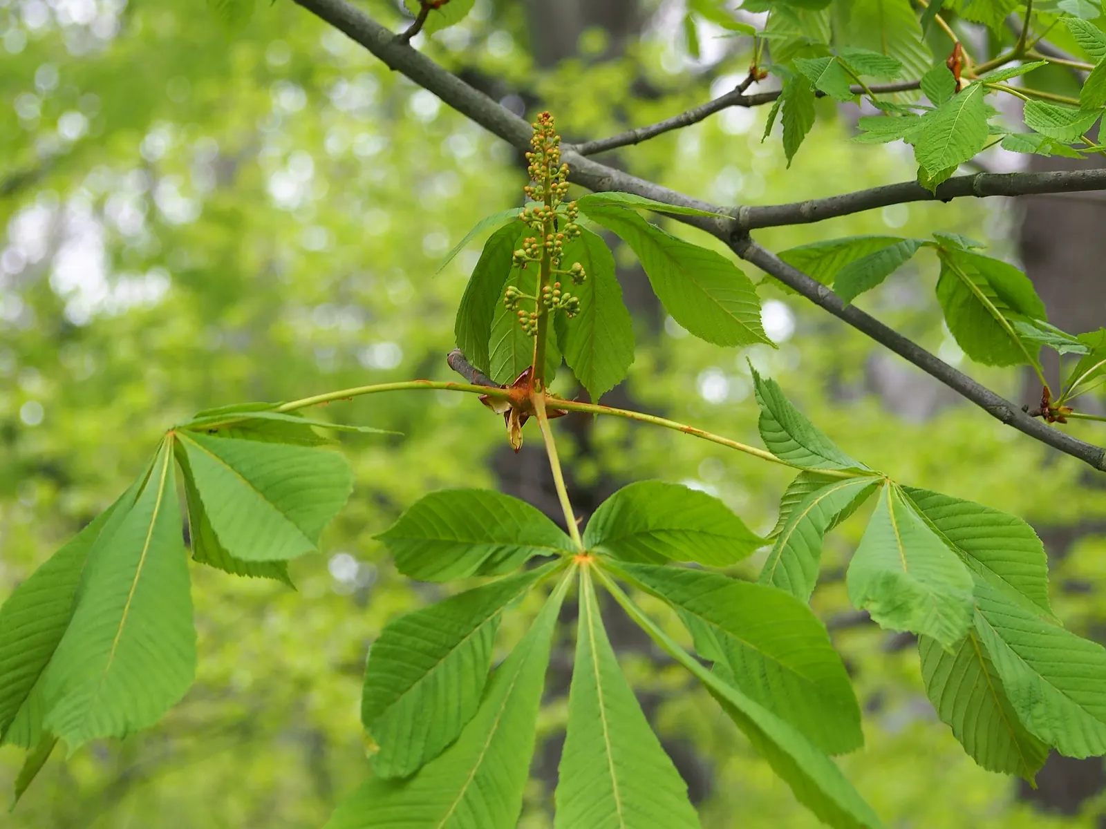 Common Horsechestnut (Aesculus Hippocastanum) — this splendid species is admired for its impressive form and ornamental features; reaching up to, image 74