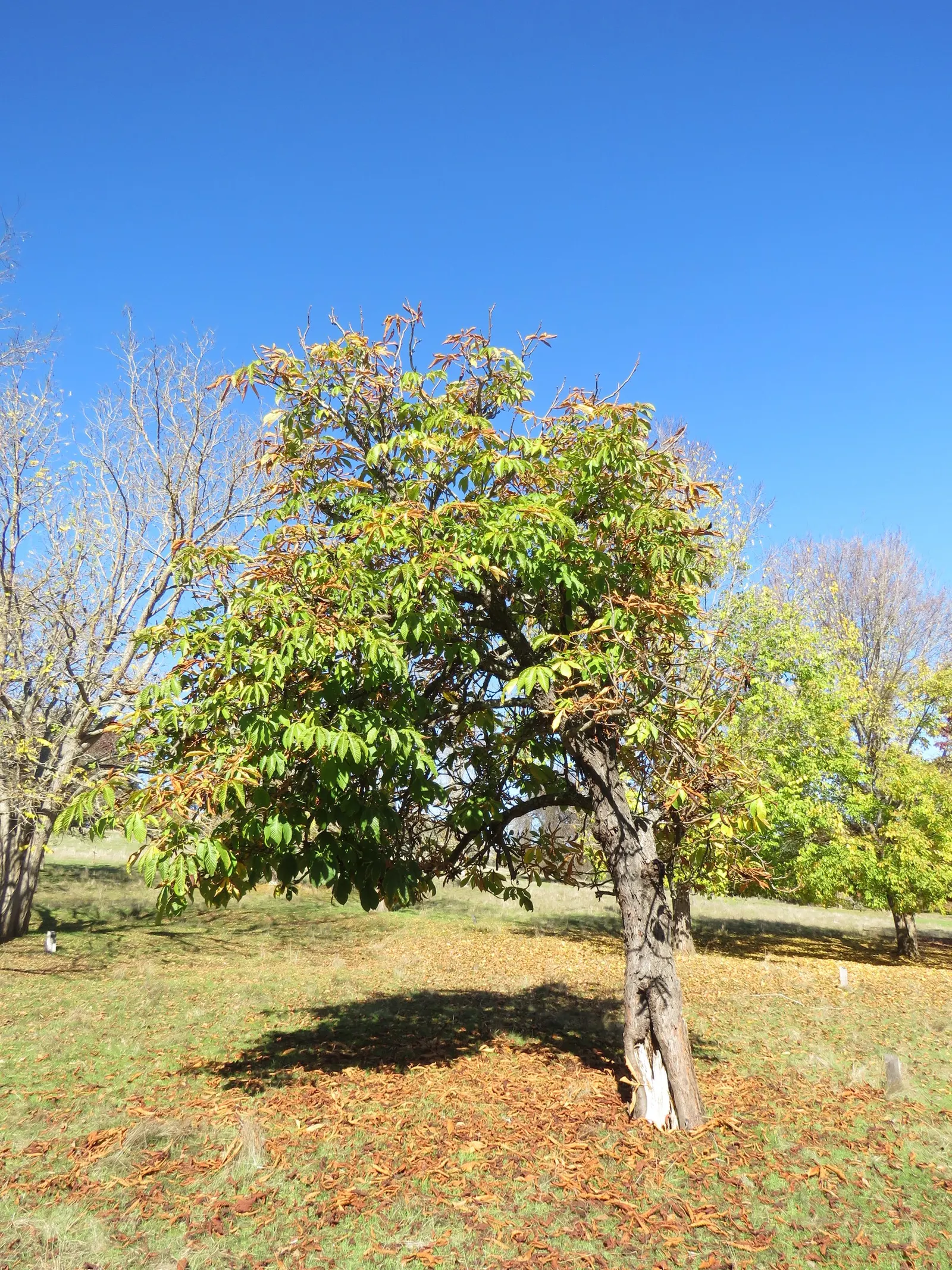 Common Horsechestnut (Aesculus Hippocastanum) — It demands well-drained soil; thrives in zones 3-8 and prefers well-drained soils
