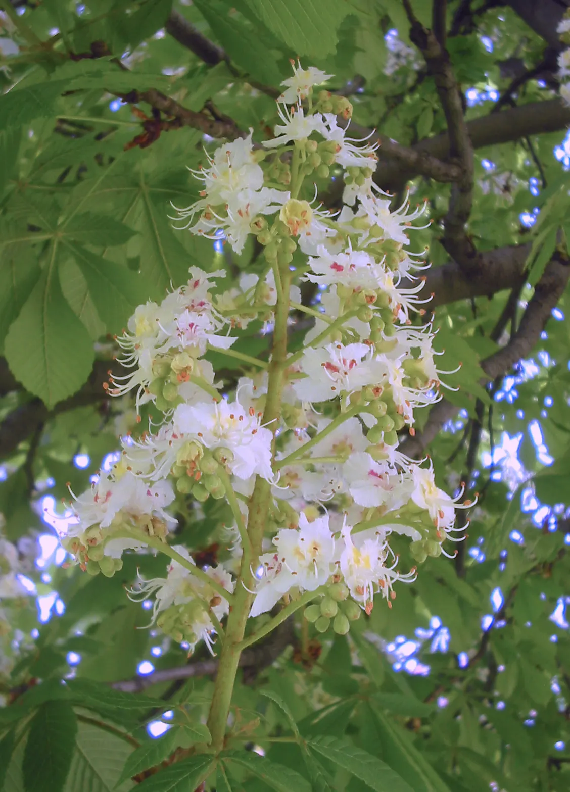 Common Horsechestnut (Aesculus Hippocastanum) — preferring full sun to partial shade