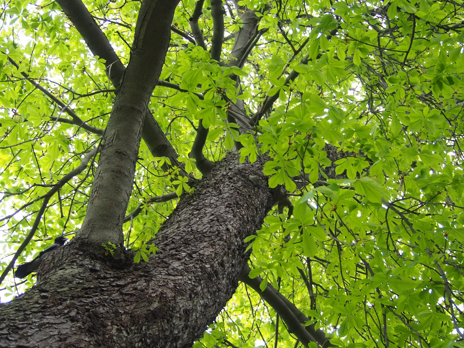 Common Horsechestnut (Aesculus Hippocastanum) — domed crown and robust structure; the Horsechestnut typically reaches heights of 50 to 75 feet with, image 66