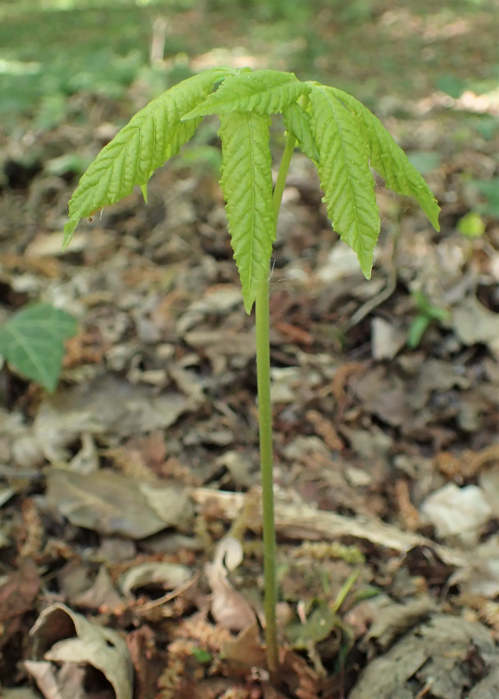 Common Horsechestnut (Aesculus Hippocastanum) — The Horsechestnut typically reaches heights of 50 to 75 feet with a spread of 40 to 70 feet