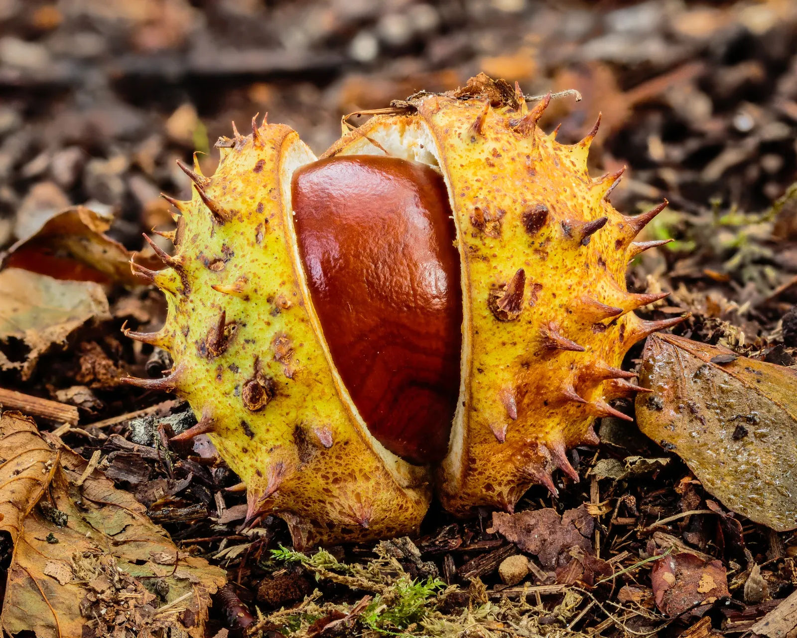 Common Horsechestnut (Aesculus Hippocastanum) — that range from white to pink; domed crown and robust structure
