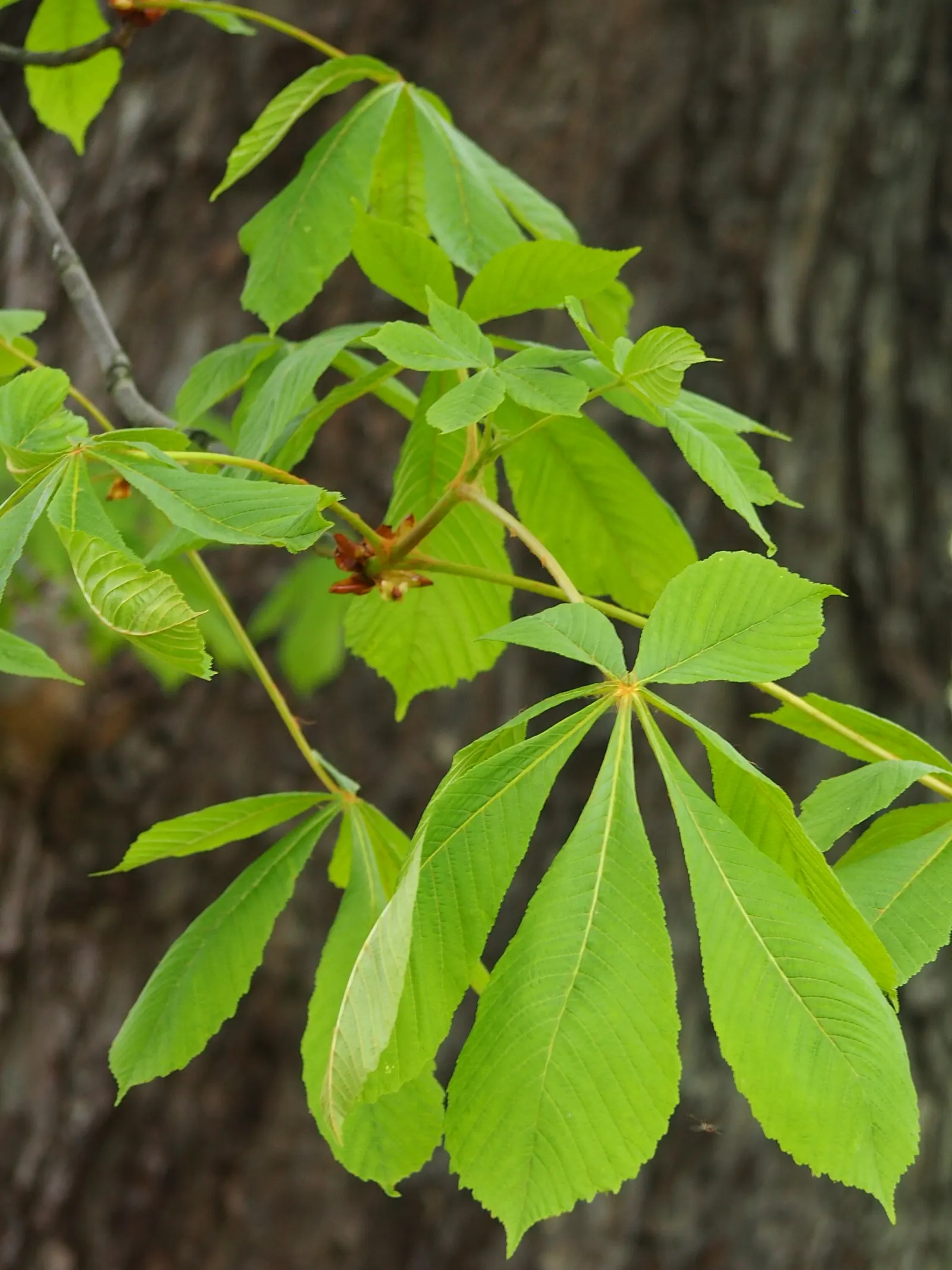 Common Horsechestnut (Aesculus Hippocastanum) — glossy seeds known as conkers.<br><br>The Common Horsechestnut thrives in USDA hardiness zones 3 through 8