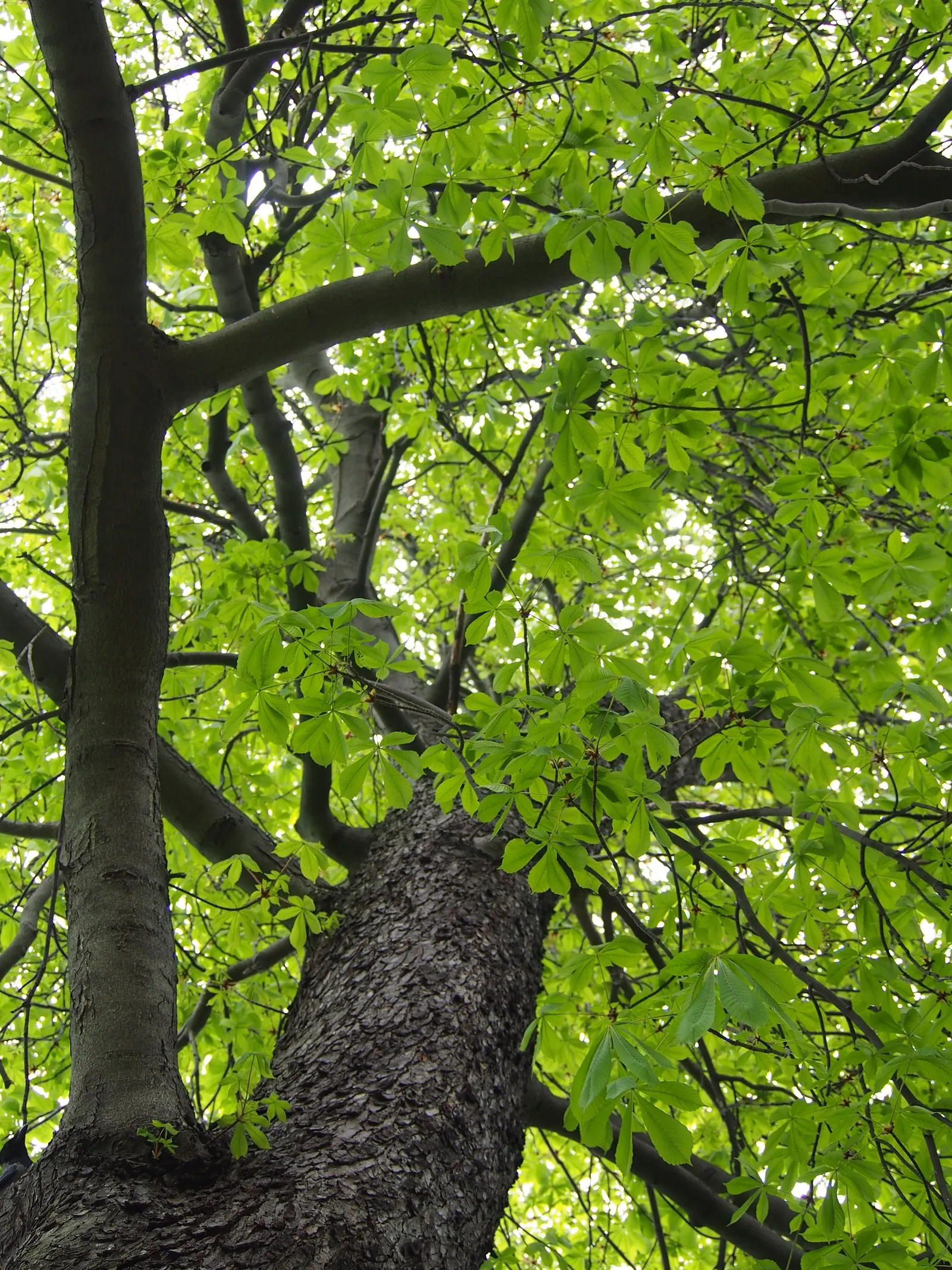 Common Horsechestnut (Aesculus Hippocastanum) — which unfurl into a vibrant green and then transform into a golden-yellow hue come fall