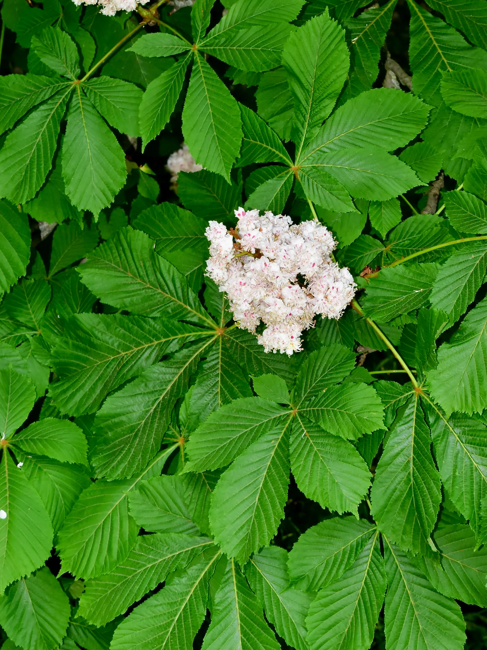 Common Horsechestnut (Aesculus Hippocastanum) — upright panicles of flowers