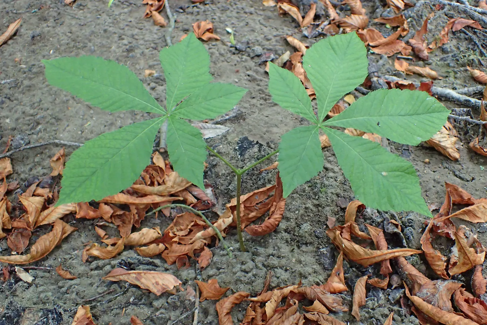 Common Horsechestnut (Aesculus Hippocastanum) — tree with white blooms