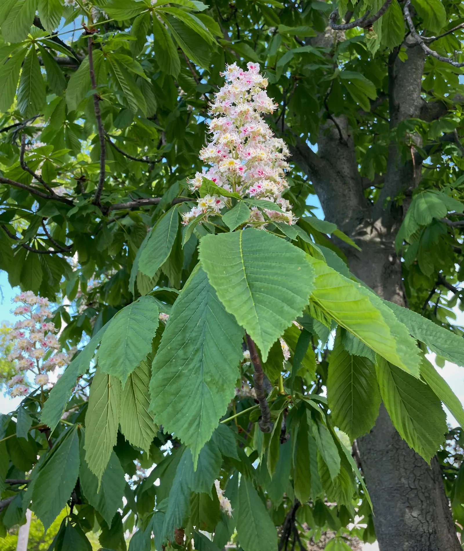 Common Horsechestnut (Aesculus Hippocastanum) — commonly known as the Common Horsechestnut; comprising 5 to 7 leaflets