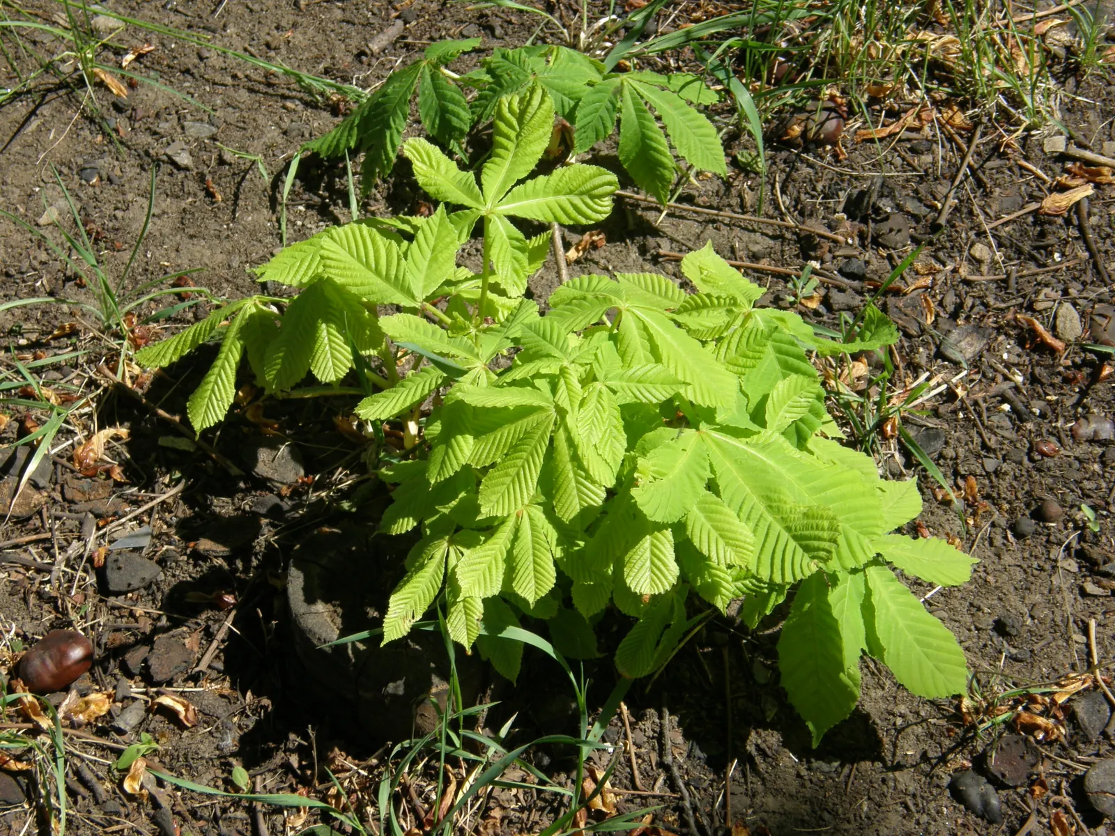Common Horsechestnut (Aesculus Hippocastanum) — pyramid-shaped white flowers with red flecks in late spring; with a capability to withstand urban, image 68