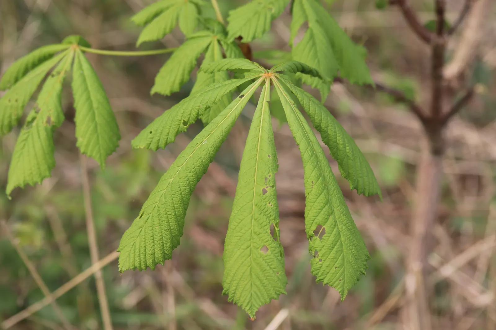 Common Horsechestnut (Aesculus Hippocastanum) — tree for full