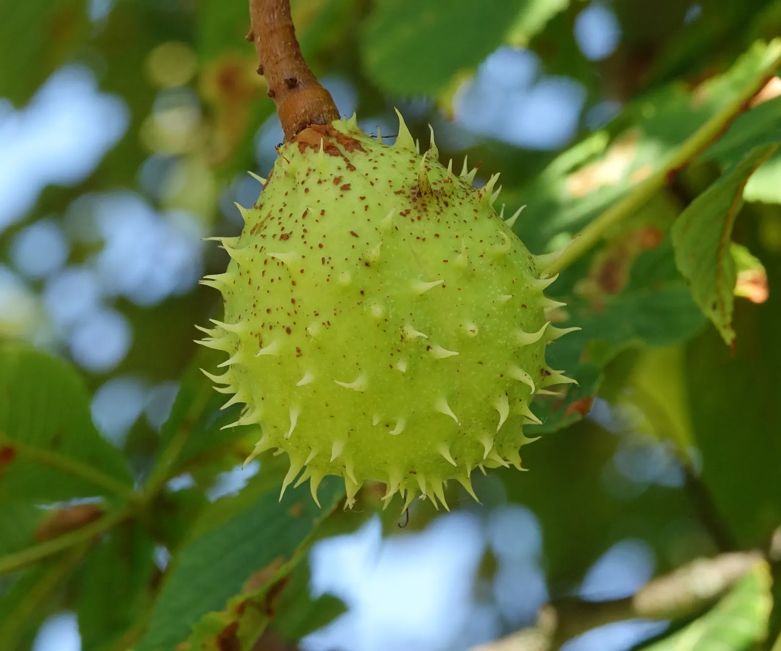 Common Horsechestnut (Aesculus Hippocastanum) — Originating from the Balkan Peninsula; all parts of the tree are toxic if ingested; however