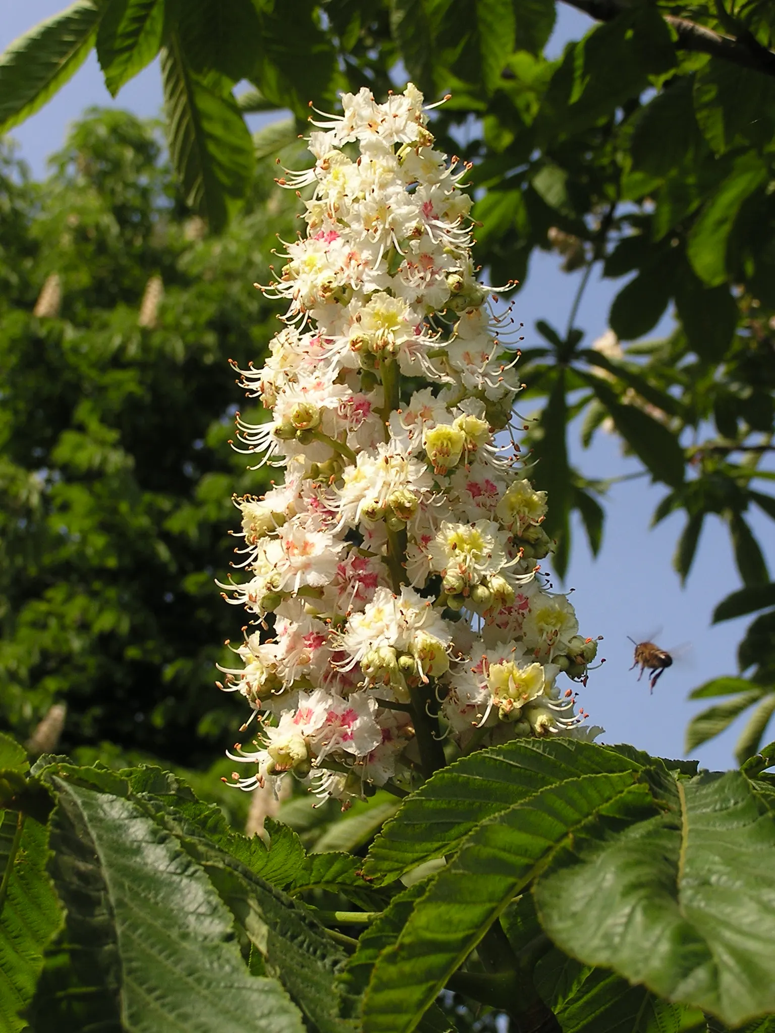 Common Horsechestnut (Aesculus Hippocastanum) — broad crown that provides generous shade.<br><br>Its leaves are palmate; it demands well-drained soil