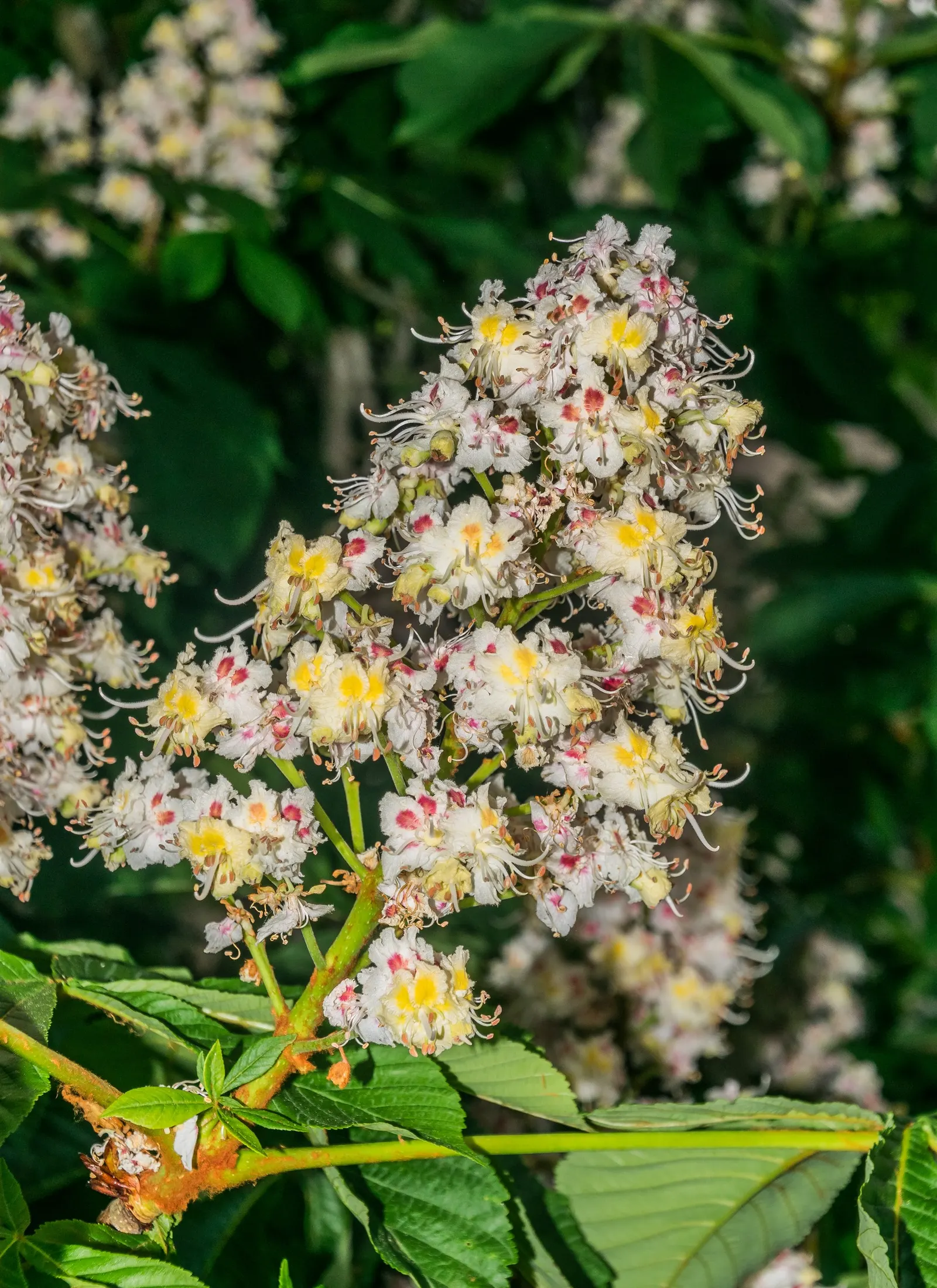 Common Horsechestnut (Aesculus Hippocastanum) — its formidable size and showy characteristics make it a compelling choice for grand avenues; is a deciduous