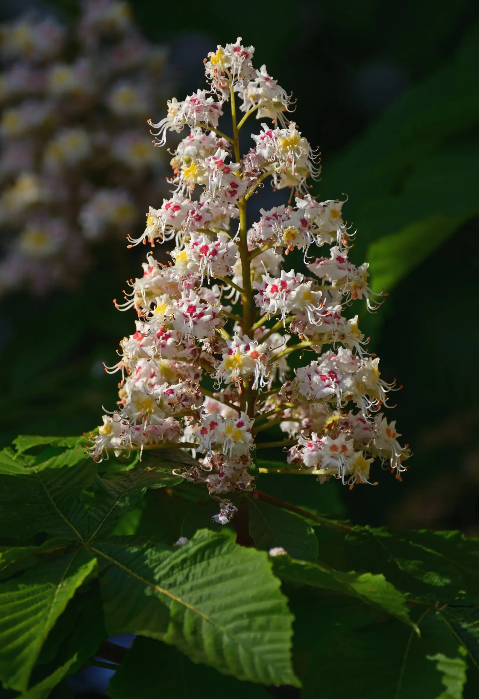 Common Horsechestnut (Aesculus Hippocastanum) — Notable for its brown, spiky capsules containing shiny, inedible seeds called conkers; commonly known as the