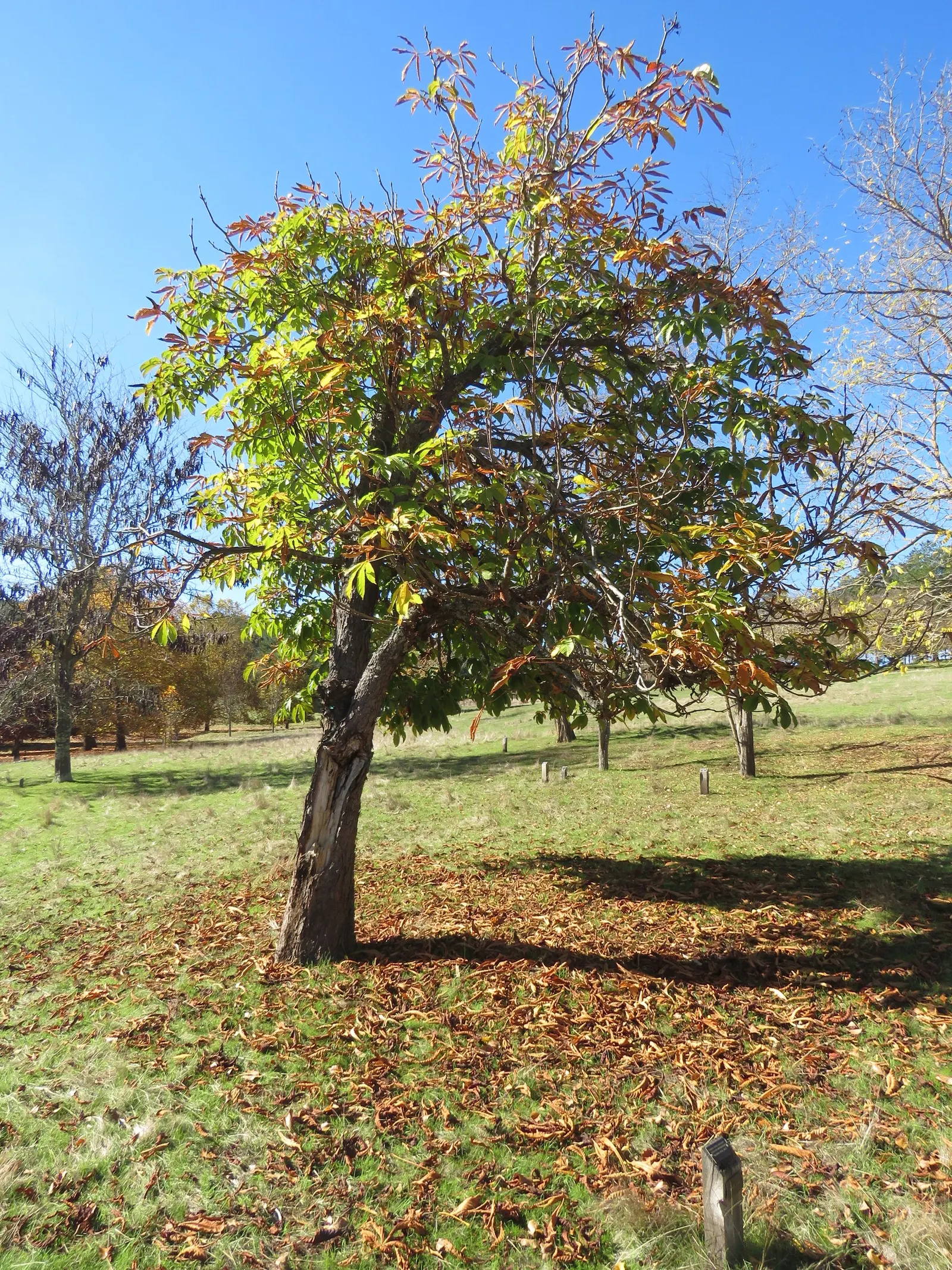 Common Horsechestnut (Aesculus Hippocastanum) — which unfurl into a vibrant green and then transform into a golden-yellow hue come fall; broad crown that