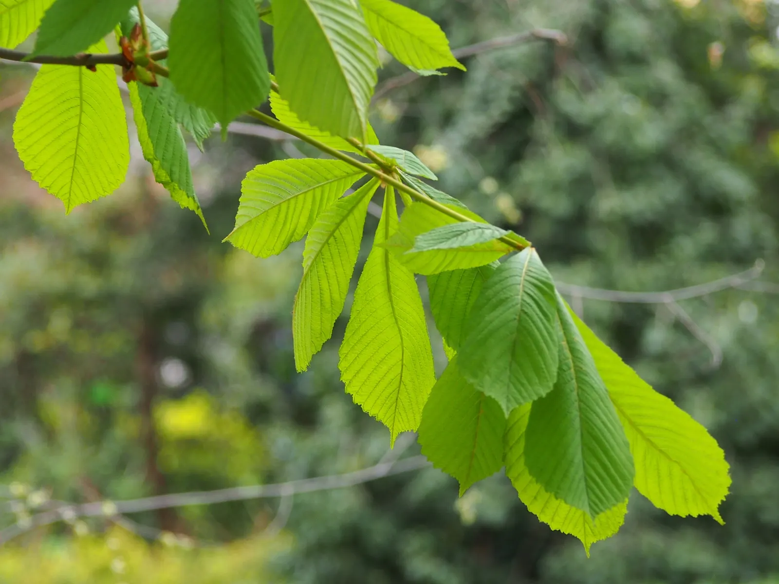 Common Horsechestnut (Aesculus Hippocastanum) — pyramid-shaped white flowers with red flecks in late spring