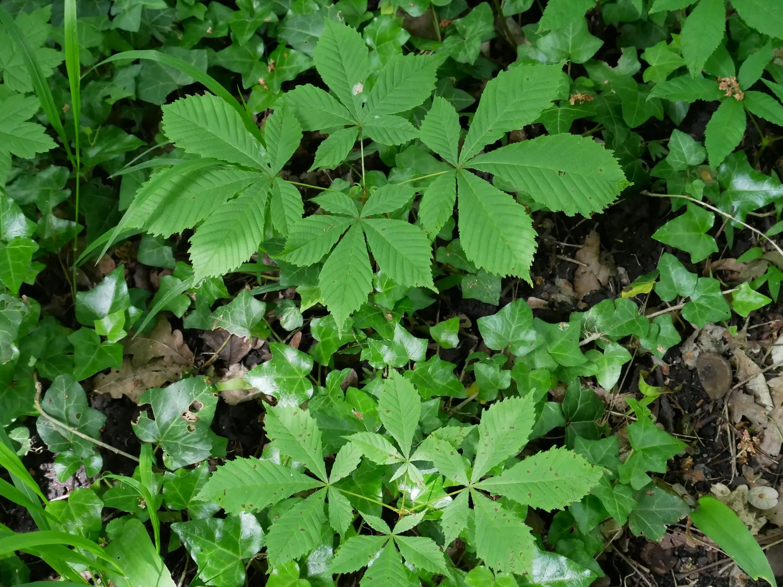 Common Horsechestnut (Aesculus Hippocastanum) — white flowers in the garden; each spanning 4 to 10 inches in length