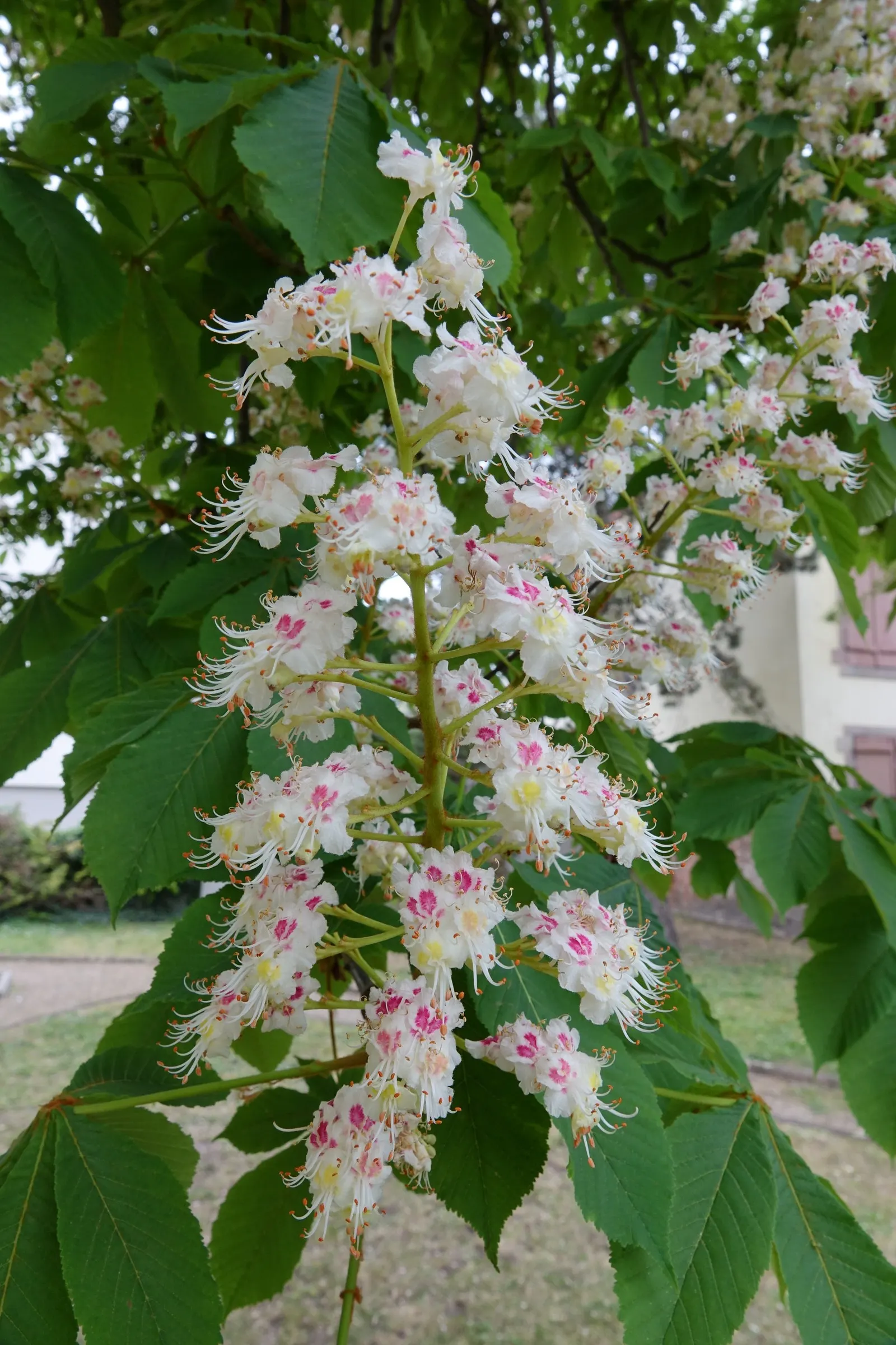 Common Horsechestnut (Aesculus Hippocastanum) — is a stately deciduous tree