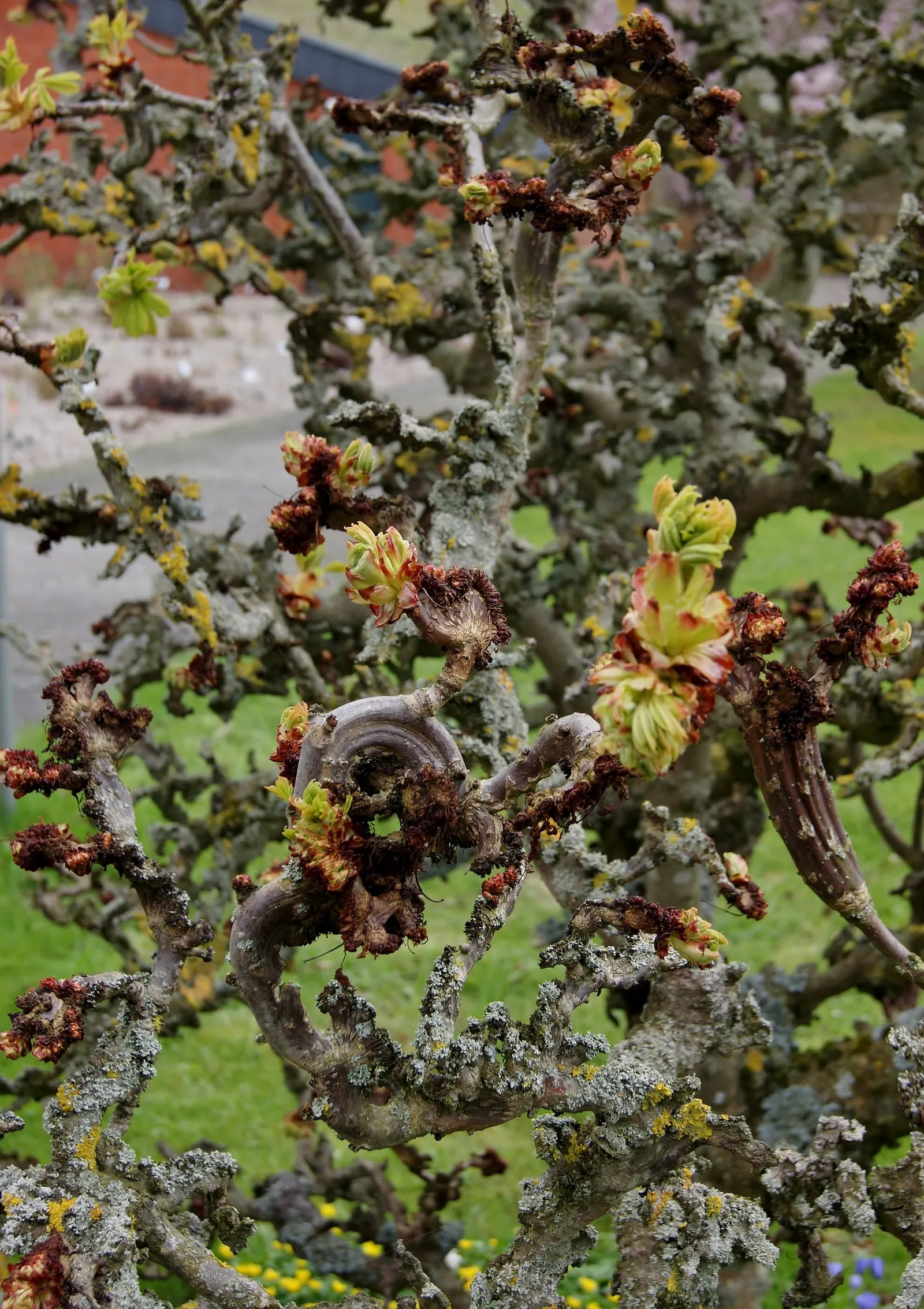 Common Horsechestnut (Aesculus Hippocastanum) — making it a viable option for city landscapes