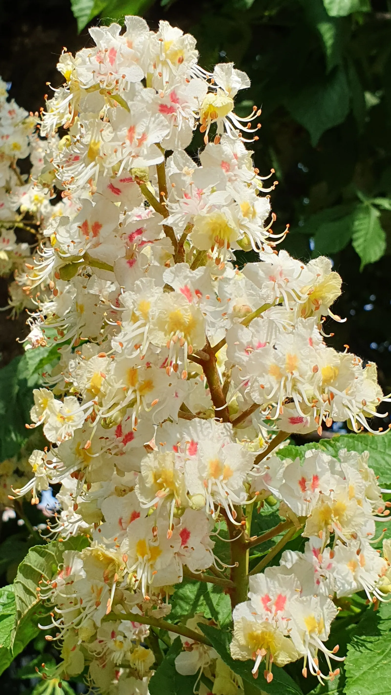 Common Horsechestnut (Aesculus Hippocastanum) — creating a dominant canopy with a rounded; spring heralds the arrival of its most striking feature: showy