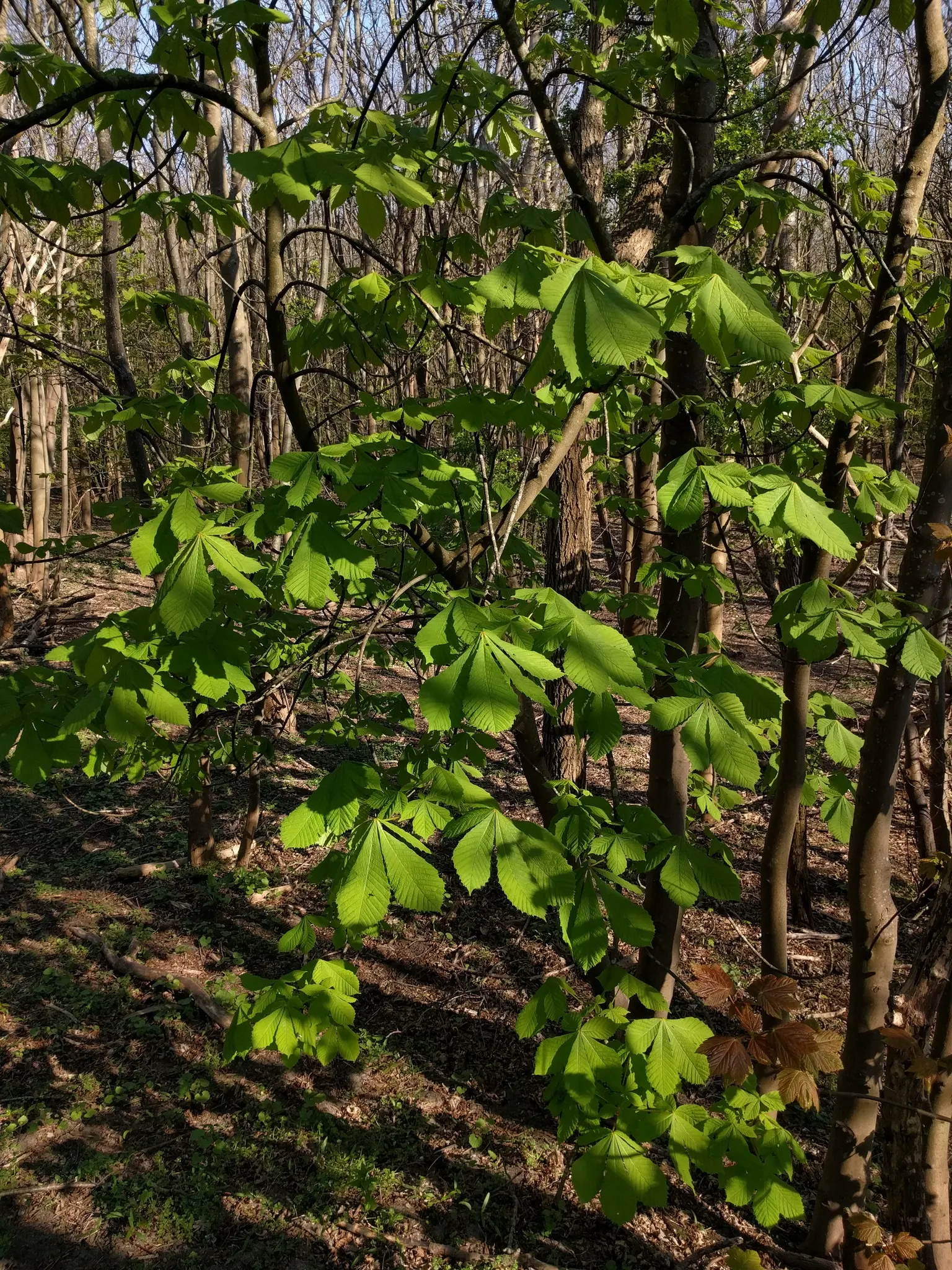 Common Horsechestnut (Aesculus Hippocastanum) — pyramid-shaped white flowers with red flecks in late spring; with a capability to withstand urban pollution