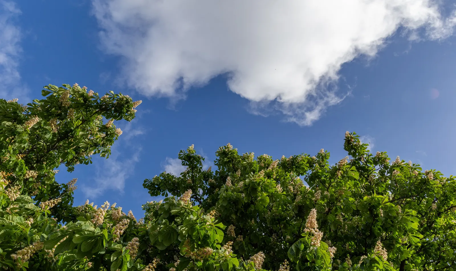 Common Horsechestnut (Aesculus Hippocastanum) — commonly known as the Common Horsechestnut
