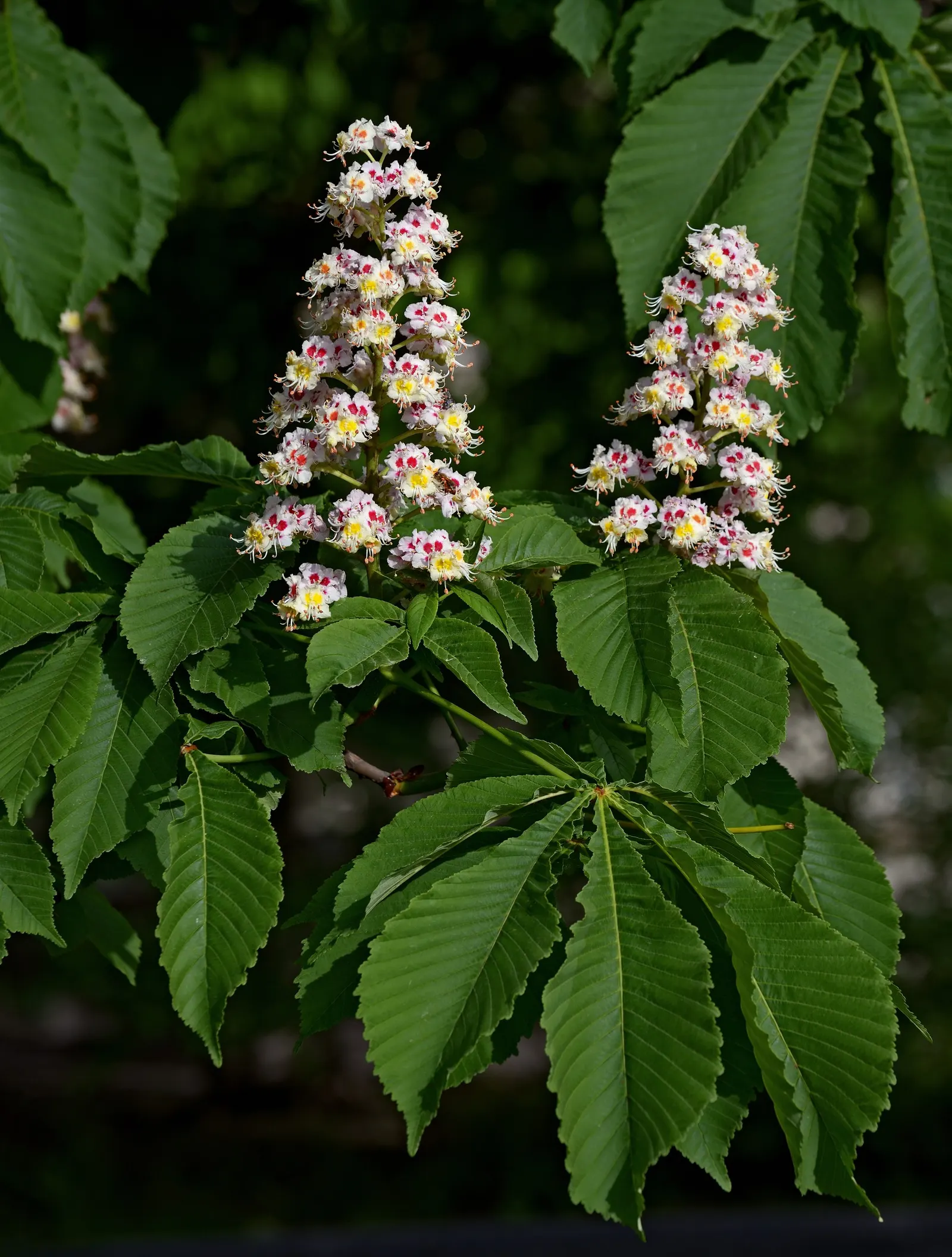 Common Horsechestnut (Aesculus Hippocastanum) — each spanning 4 to 10 inches in length; notable for its brown, spiky capsules containing shiny, inedible seeds