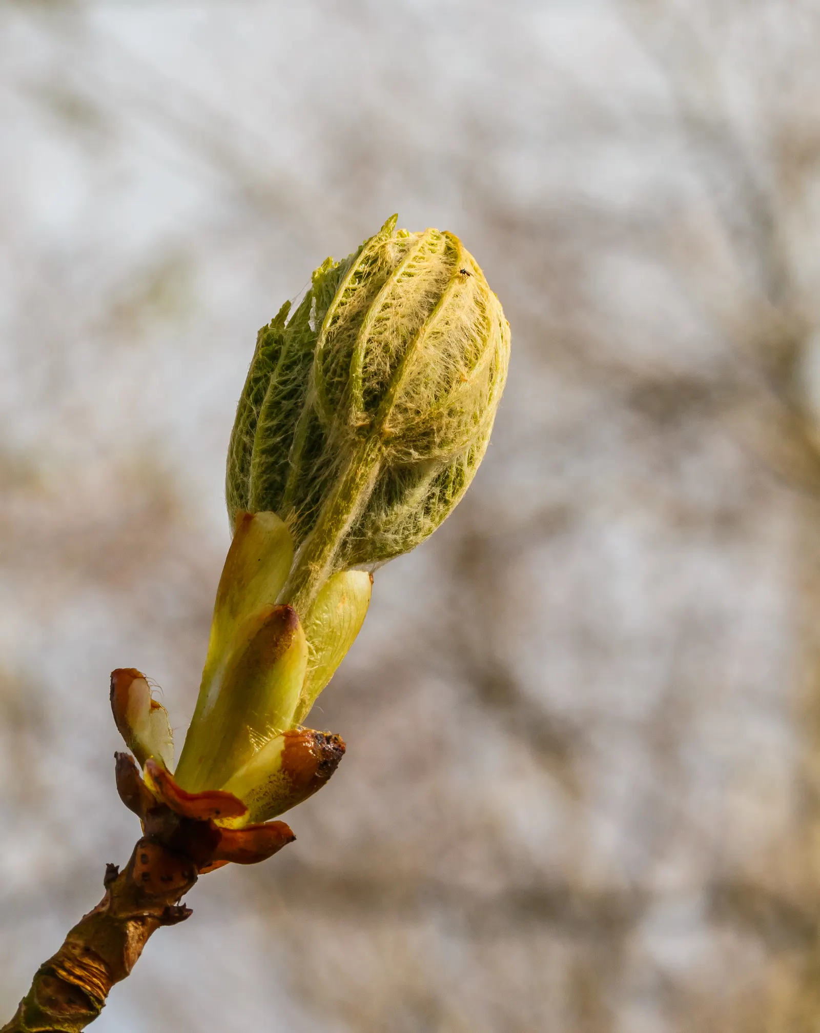Common Horsechestnut (Aesculus Hippocastanum) — that range from white to pink