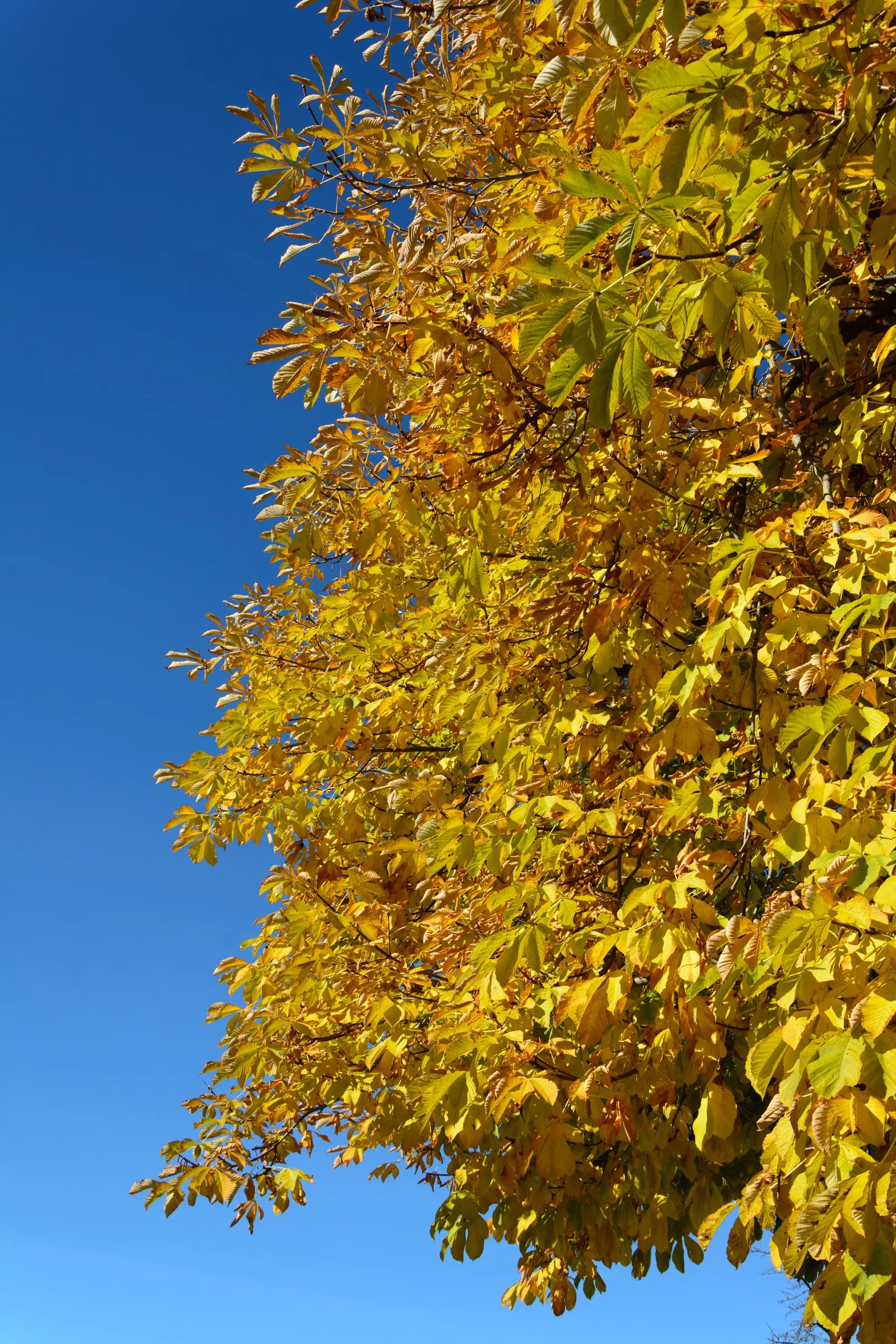 Common Horsechestnut (Aesculus Hippocastanum) — with a capability to withstand urban pollution