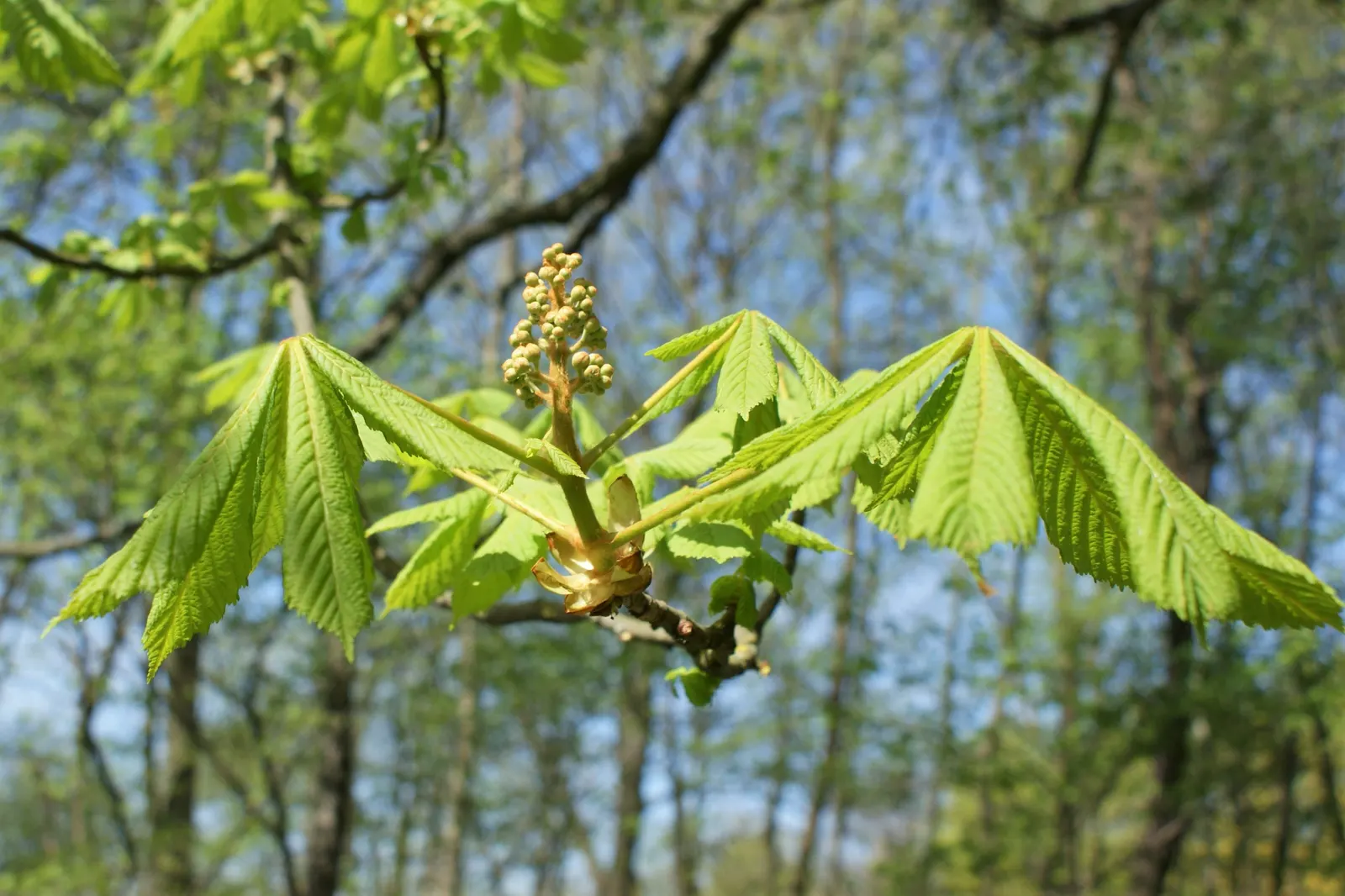 Common Horsechestnut (Aesculus Hippocastanum) — Originating from the Balkan Peninsula; all parts of the tree are toxic if ingested; however, image 73