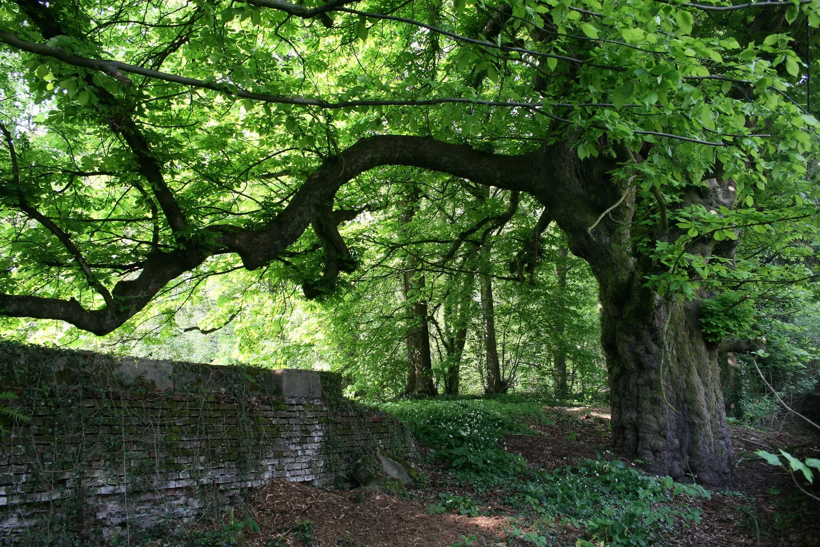Common Horsechestnut (Aesculus Hippocastanum) — The Horsechestnut typically reaches heights of 50 to 75 feet with a spread of 40 to 70 feet; this splendid