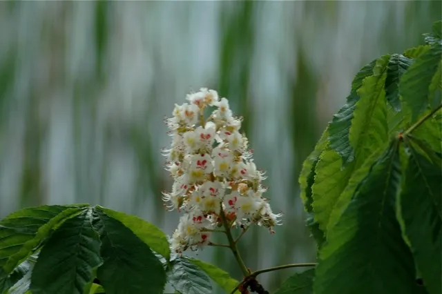 Common Horsechestnut (Aesculus Hippocastanum) — creating a dominant canopy with a rounded