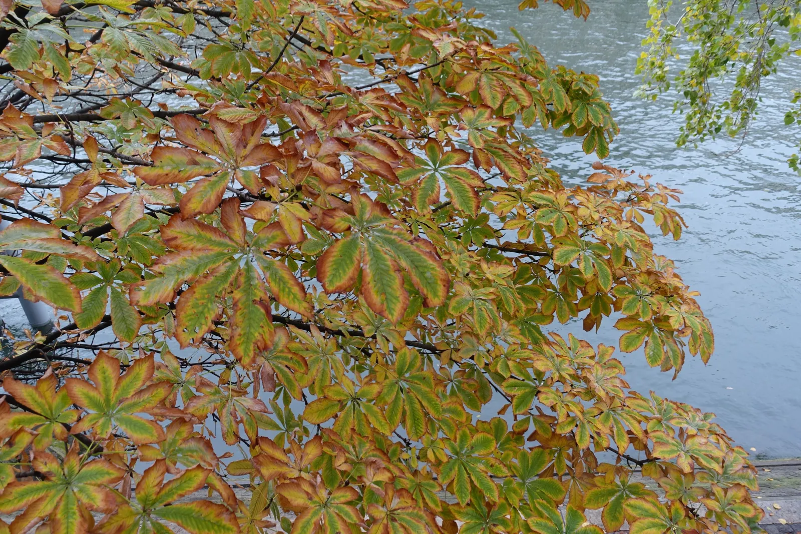 Common Horsechestnut (Aesculus Hippocastanum) — Spring heralds the arrival of its most striking feature: showy