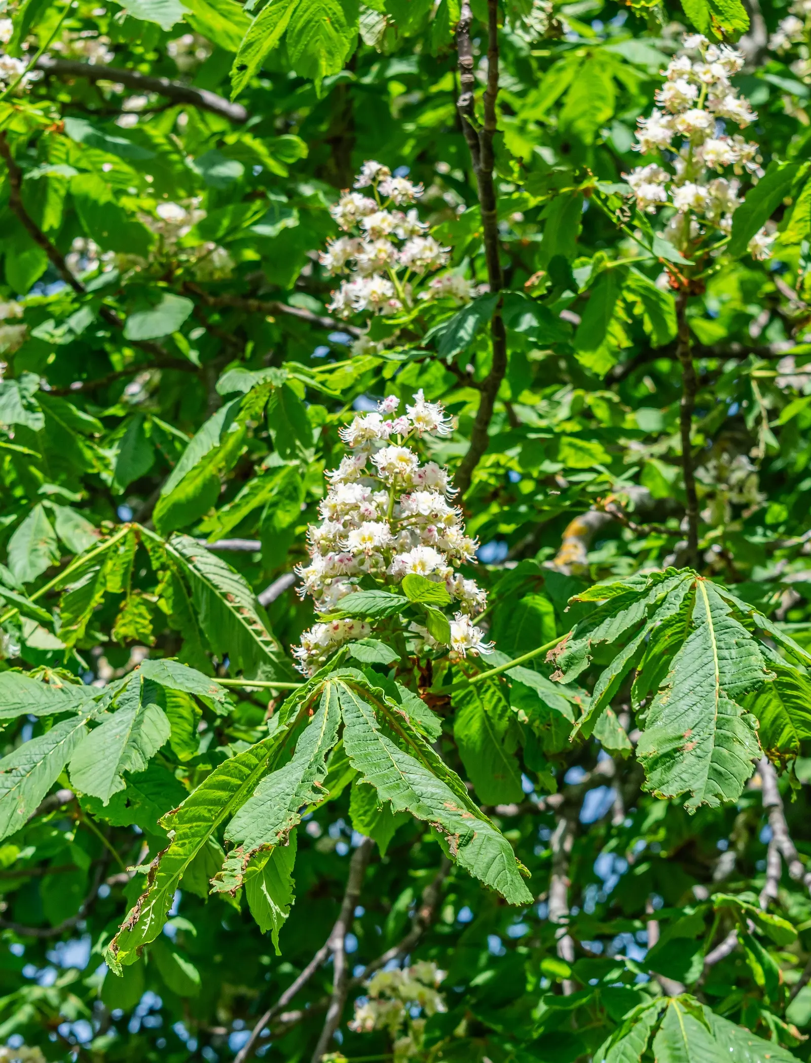 Common Horsechestnut (Aesculus Hippocastanum) — Reaching up to 50-75 feet in height with a similar spread