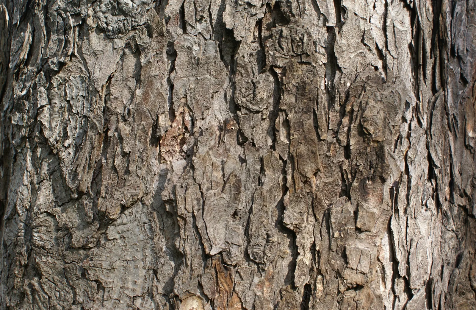 Common Horsechestnut (Aesculus Hippocastanum) — is a stately deciduous tree; pyramid-shaped white flowers with red flecks in late spring