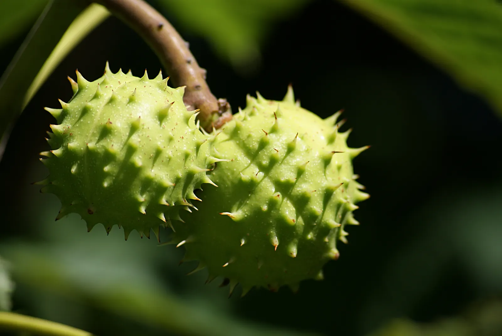 Common Horsechestnut (Aesculus Hippocastanum) — The flowers will give way to 1 to 2-inch brown; which unfurl into a vibrant green and then transform into a