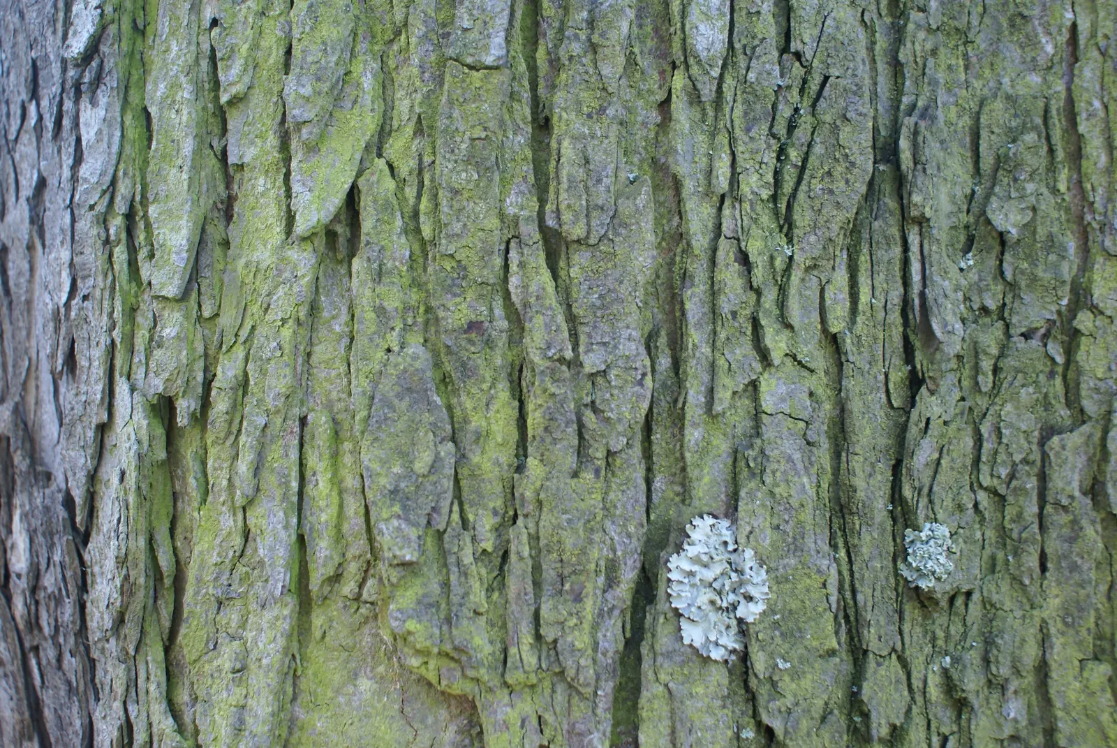 Common Horsechestnut (Aesculus Hippocastanum) — Reaching up to 50-75 feet in height with a similar spread; upright panicles of flowers