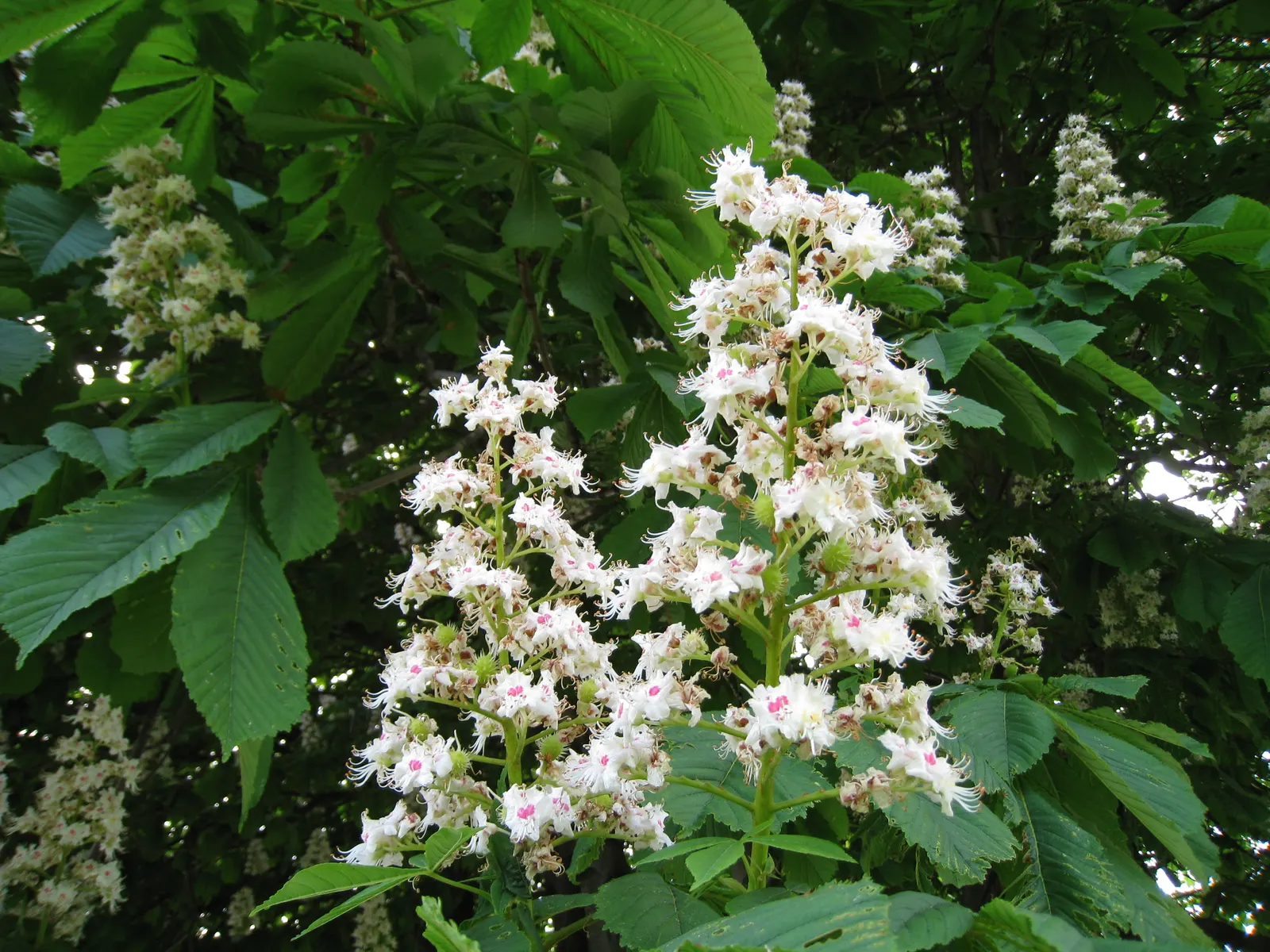 Common Horsechestnut (Aesculus Hippocastanum) — When planting, ensure sufficient space to accommodate its expansive root system; making it a viable option for