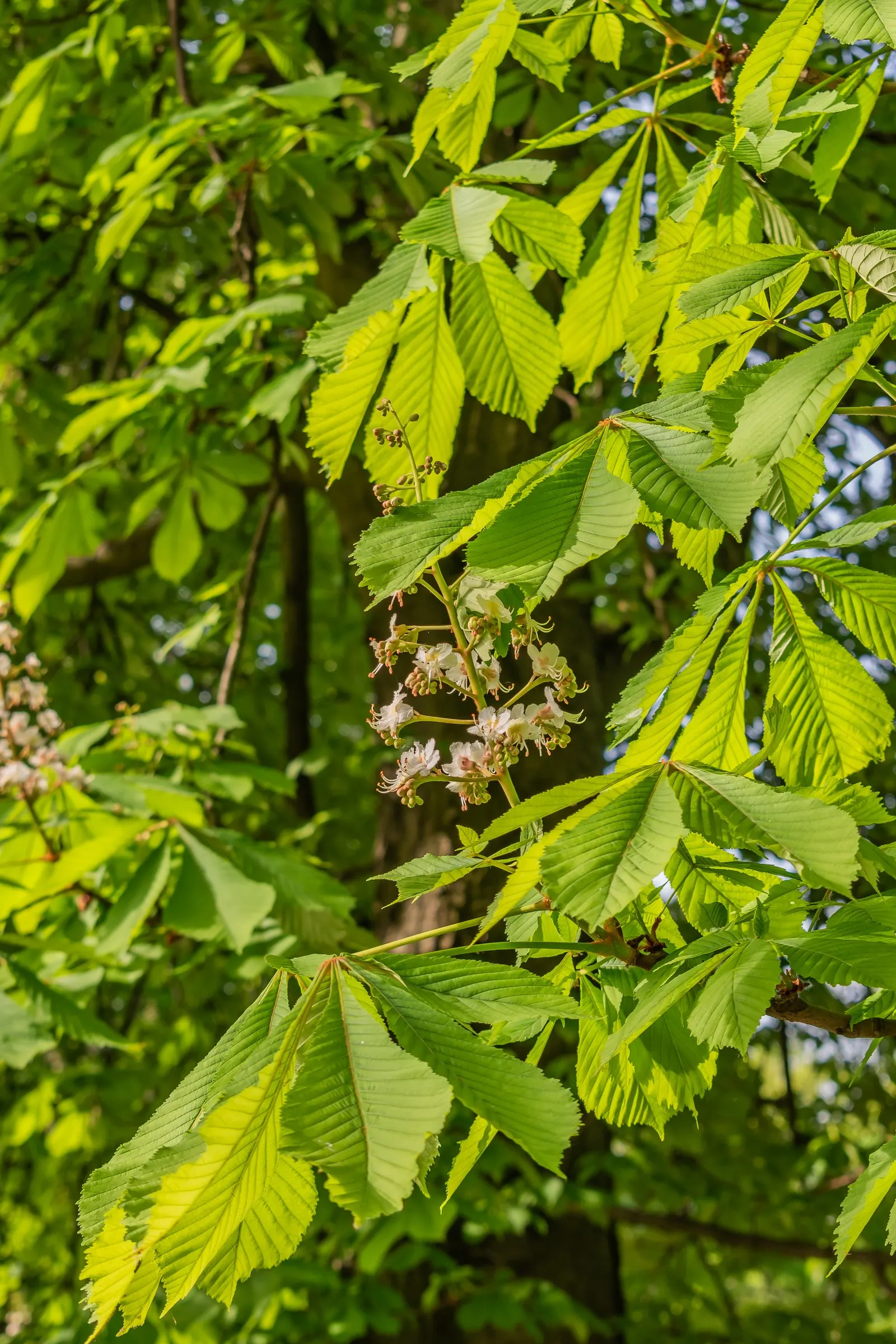 Common Horsechestnut (Aesculus Hippocastanum) — tree with white blooms; glossy seeds known as conkers.<br><br>The Common Horsechestnut thrives in USDA