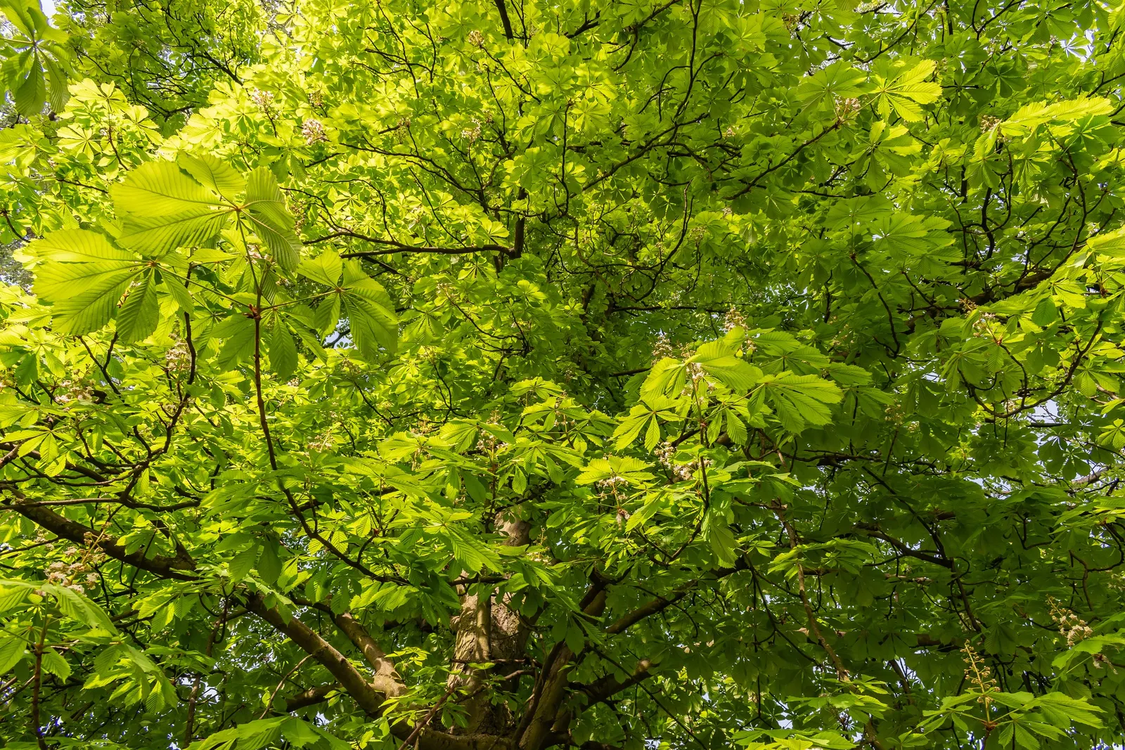 Common Horsechestnut (Aesculus Hippocastanum) — glossy seeds known as conkers.<br><br>The Common Horsechestnut thrives in USDA hardiness zones 3, image 54