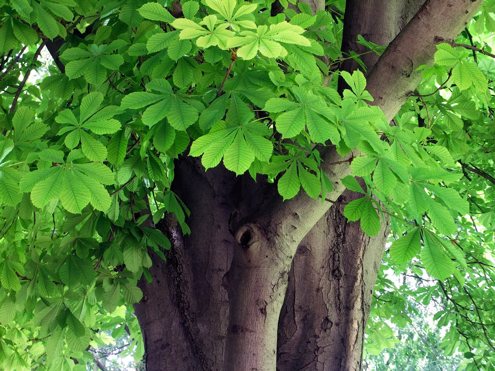 Common Horsechestnut (Aesculus Hippocastanum) — comprising 5 to 7 leaflets