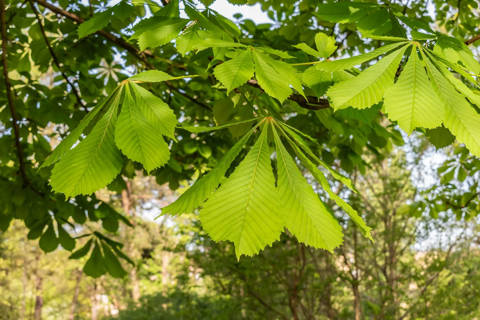 Common Horsechestnut (Aesculus Hippocastanum) — is a deciduous tree that adds stately grandeur to any landscape design; the flowers will give way to 1 to