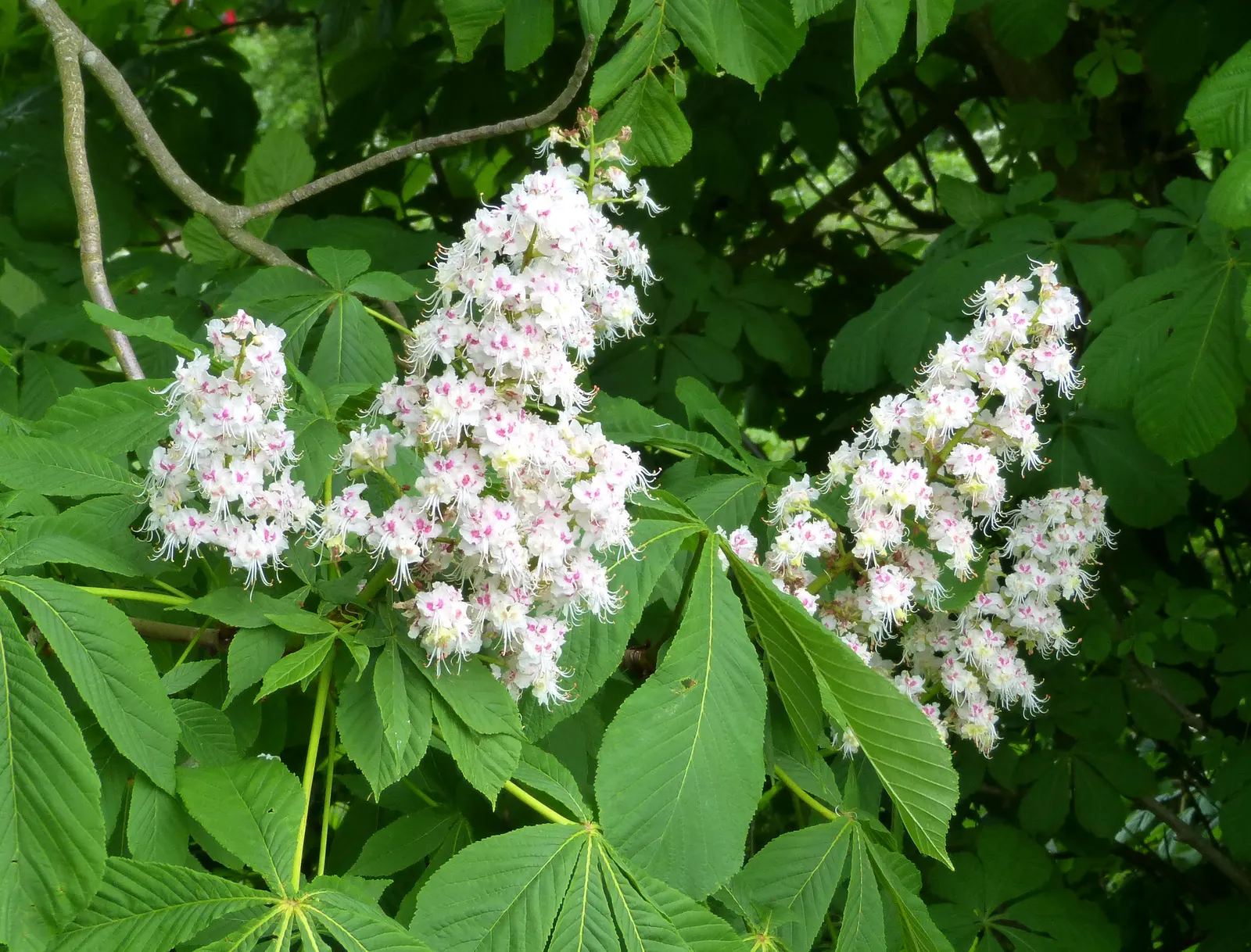 Common Horsechestnut (Aesculus Hippocastanum) — is a deciduous tree that adds stately grandeur to any landscape design